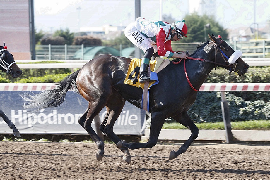 Rogue Nation, horse, Haras Doña Icha, Clásico Ernaní Parodi Madariaga, sábado, 18 de septiembre de 2021, Hipódromo de Chile. Foto: Jaime Cortés