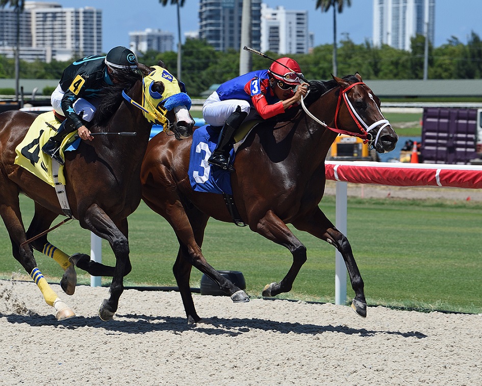 Parkland, horse, Jinete Ismerio Villalobos, Maiden Claming, domingo, 9 de julio de 2022, Gulfstream Park. Foto: Coglianese Photo