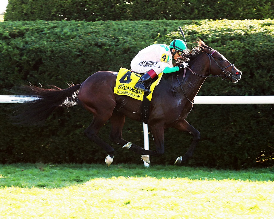 Highland Chief, horse, Gleneagles, Sycamore Stakes,viernes, 14 de octubre de 2022, Keeneland. Foto: Coady Photography