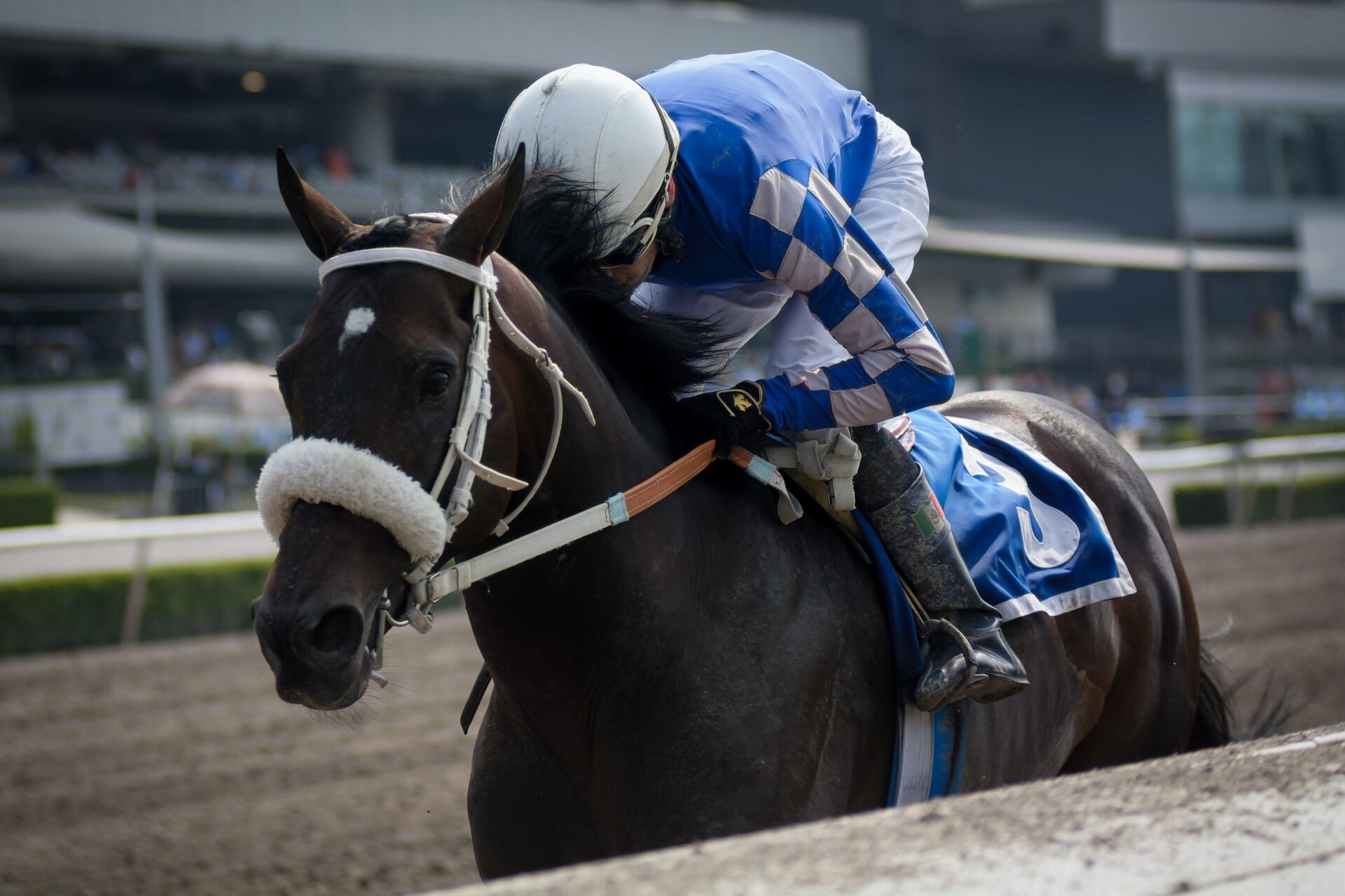 Rodín, horse, Diamante Negro, Clásico Criadores Mexicanos Machos, Hipódromo de Las Américas, sábado, 29 de octubre de 2022. Foto: Miguel Ángel Espinoza