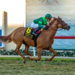 Regal Glory, Horses, Animal Kingdom, Matriarch Stakes, domingo, 4 de diciembre de 2022, Del Mar. Foto: Benoit Photo