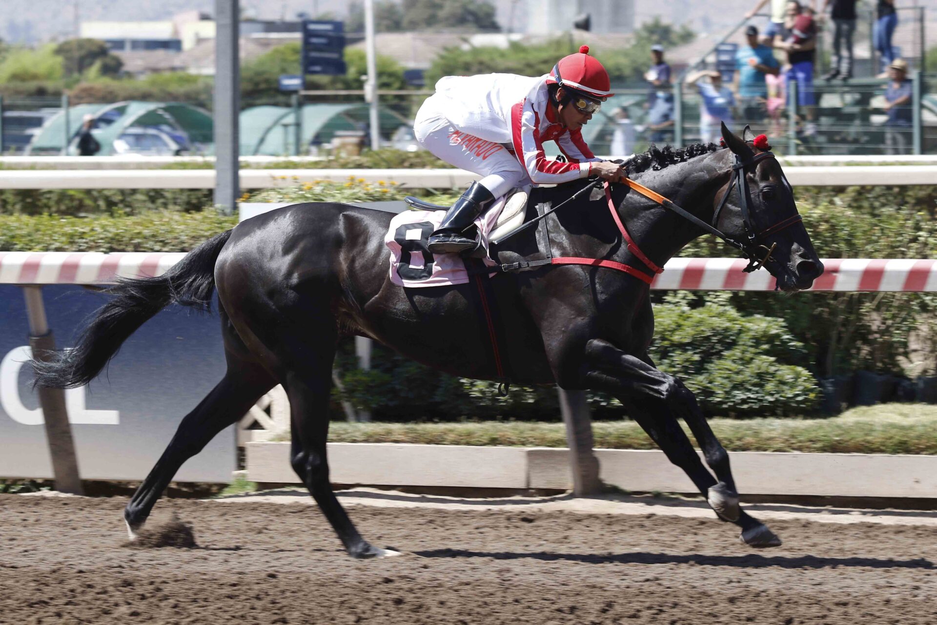 Black Knight, horse, Constitution, Clásico Filibustero, sábado, 21 de enero de 2023, Hipódromo Chile. Foto: Jaime Cortés