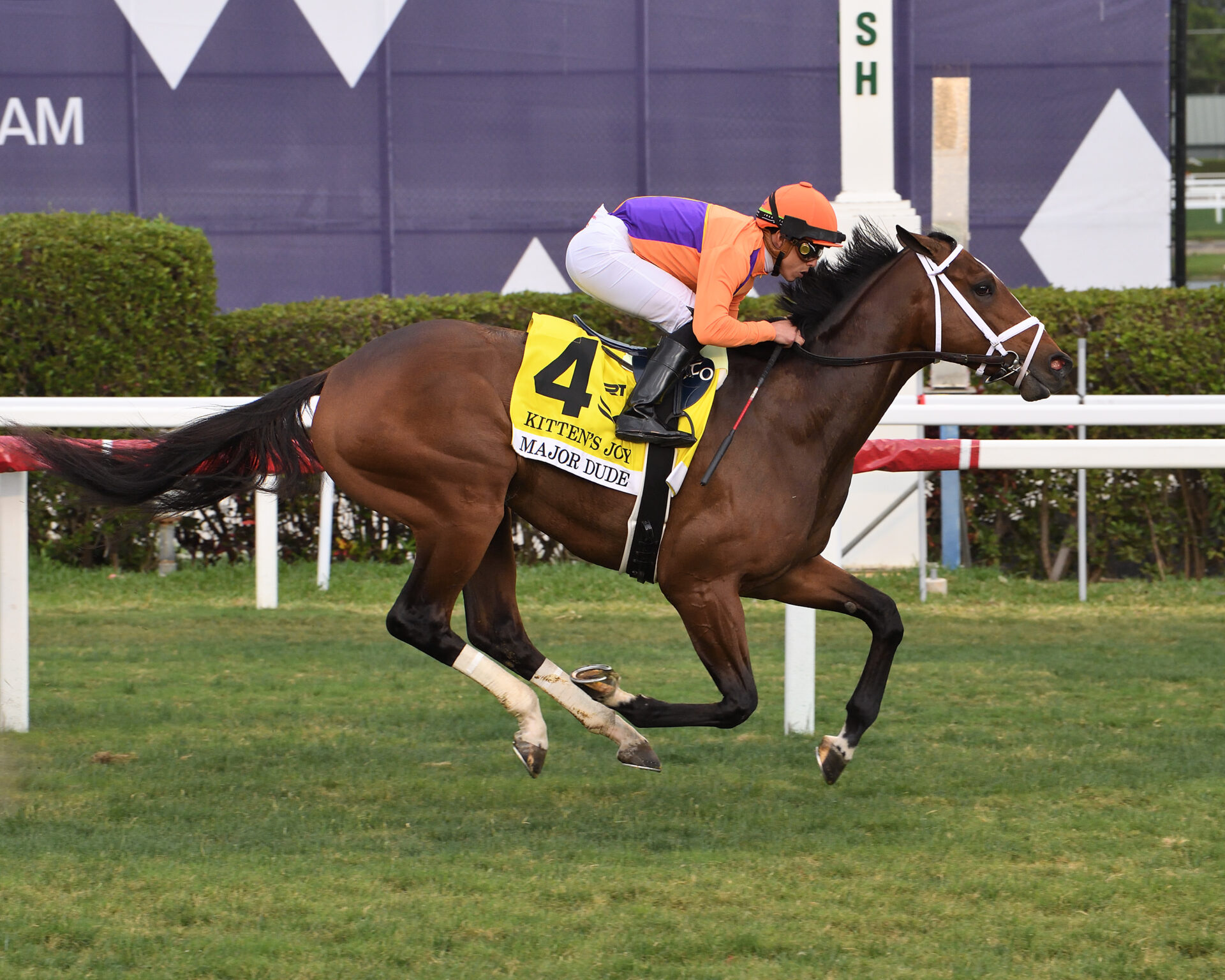 Major Dude, horse, Bolt d´Oro, Kitten´s Joy Stakes, sábado, 4 de febrero de 2023, Gulsftream Park. Foto: Coglianese Photo
