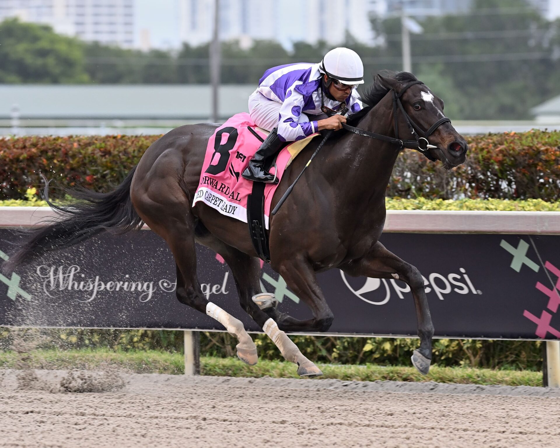 Red Carpet Ready, horse, Ashbrook Farm, Forward Stakes, sábado, 4 de febrero de 2023, Gulsftream Park. Foto: Coglianese Photo