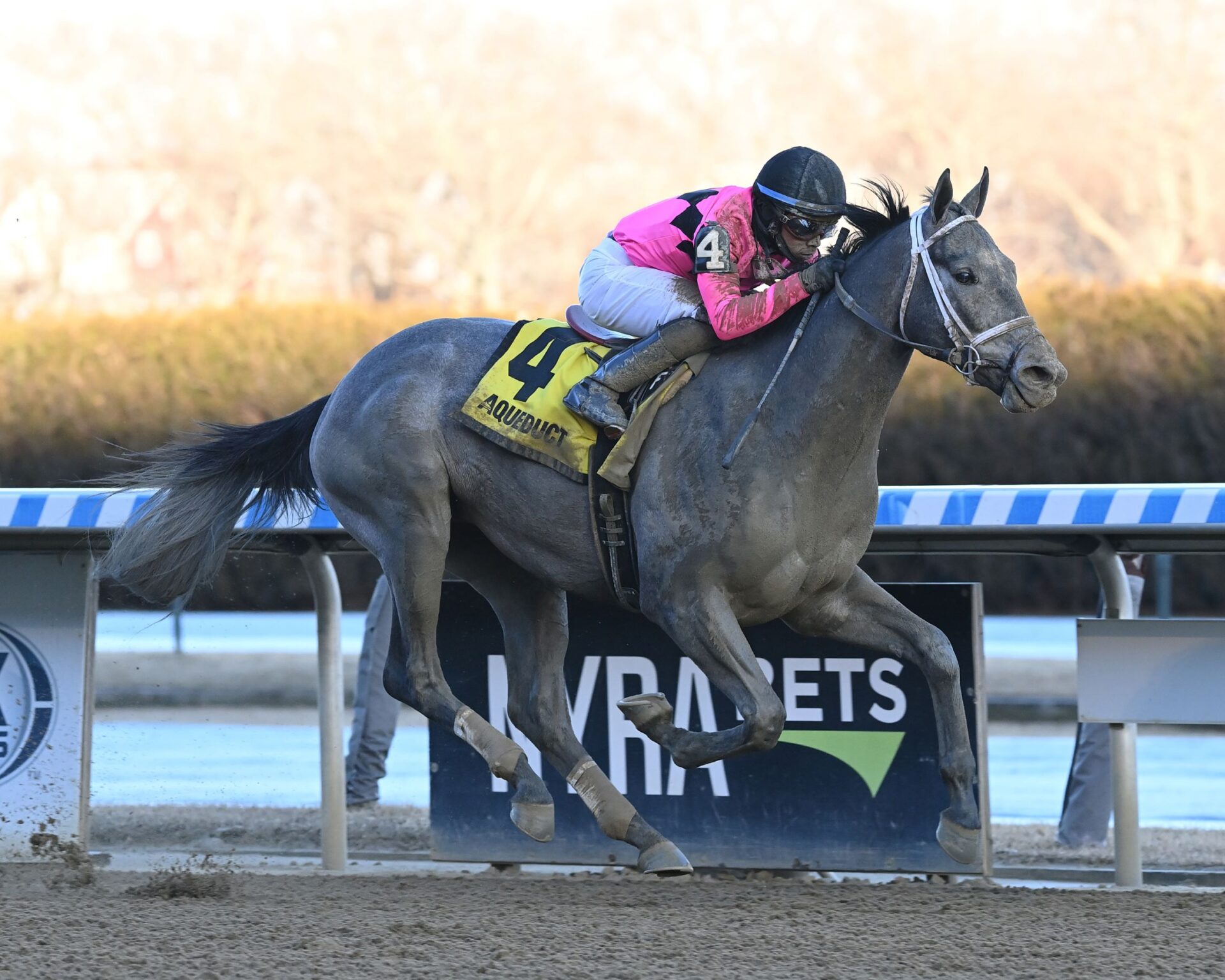 Hit Show, horse, Candy Ride (ARG), Withers Stakes, sábado, 11 de febrero de 2023, Aqueduct. Foto: Coglaniese Photo & Chelsea Durand