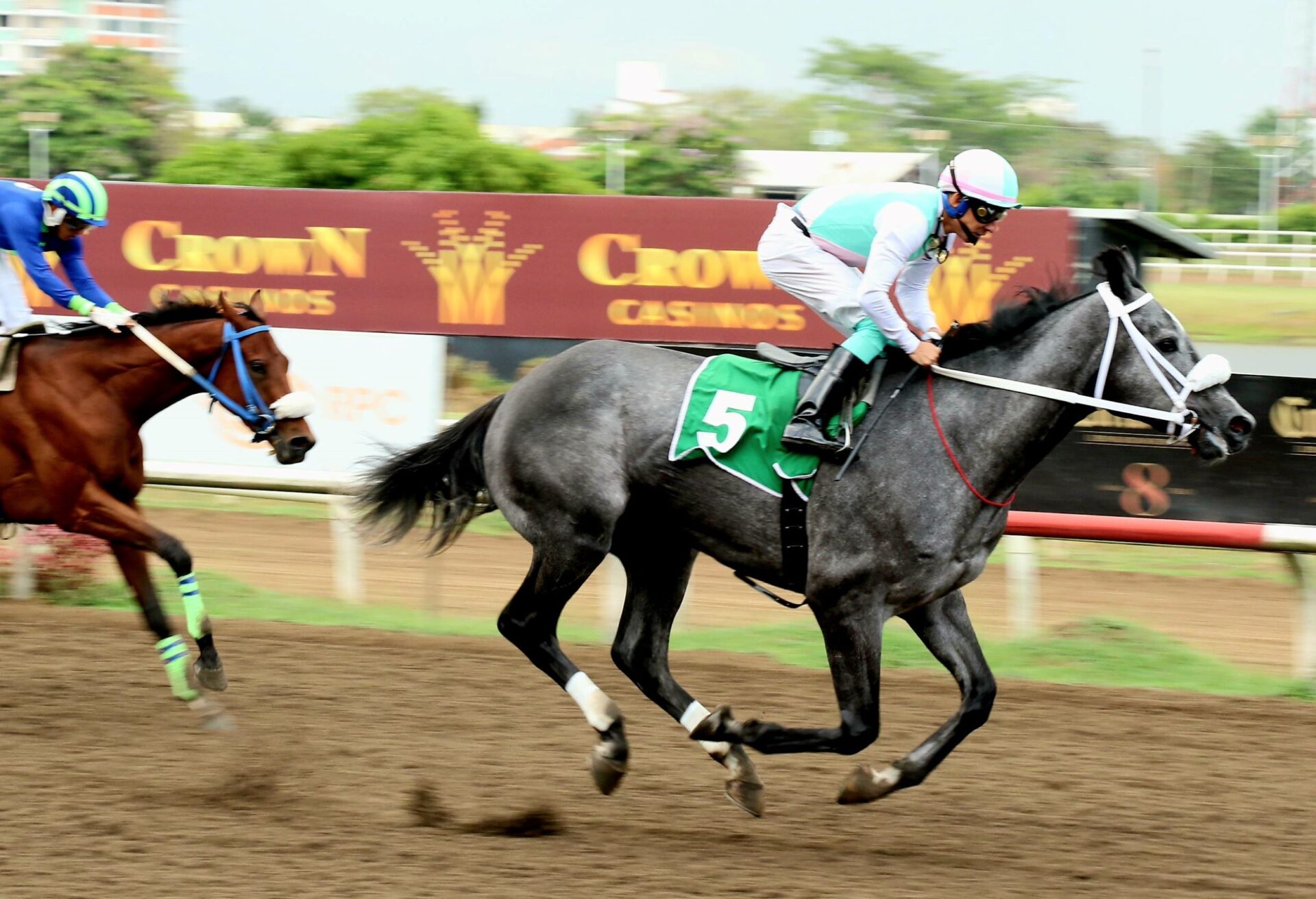 Sol Príncipe Gris, horse, Summer Front, Clásico Jockey Club de Venezuela, sábado, 25 de marzo de 2023, La Rinconada. Foto: Erick Ruiz Prensa CODERE Panamá