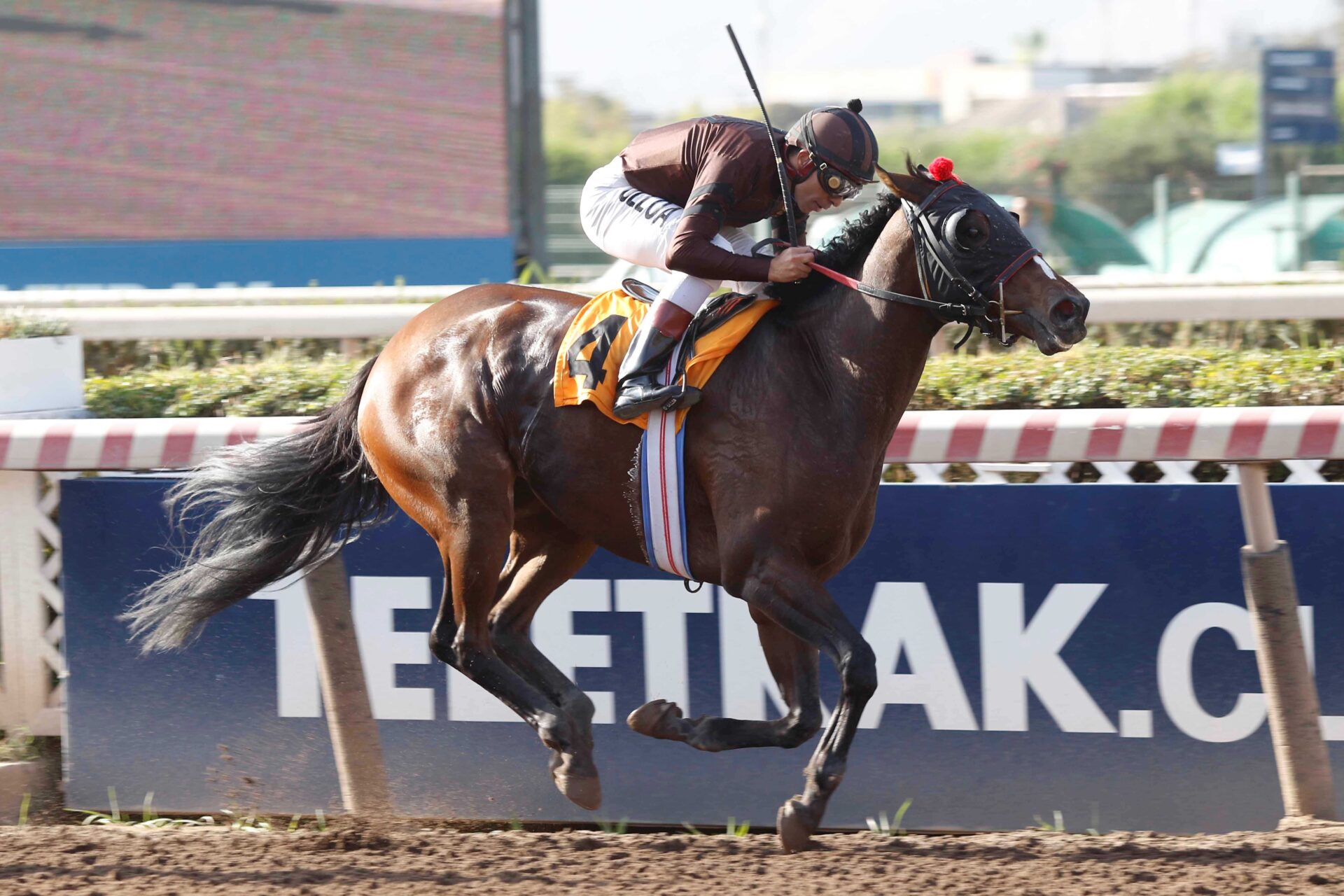 Corniglia, horse, Constitution, Clásico Coronel Santiago Bueras, jueves, 20 de abril de 2023, Hipódromo Chile. Foto: Jaime Cortés