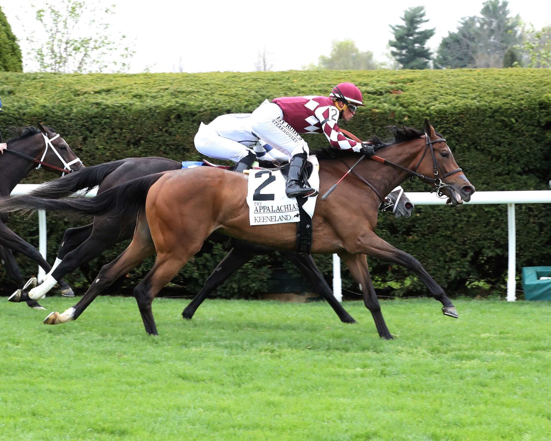 Papilio, horse, Parkland Thoroughbreds, Appalachian Stakes, sábado, 8 de abril de 2023, Keeneland. Foto: Coady Photo