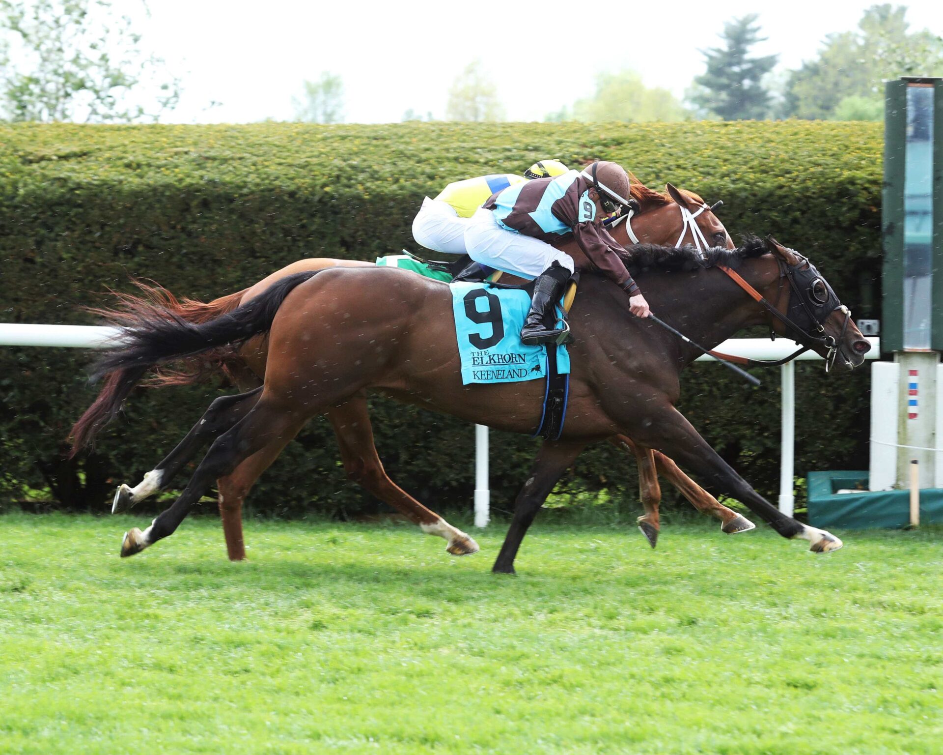 Verstappen, horse, Frank Hutchison, Elkhorn Stakes, sábado, 22 de abril de 2023, Keeneland. Foto: Coady Photography