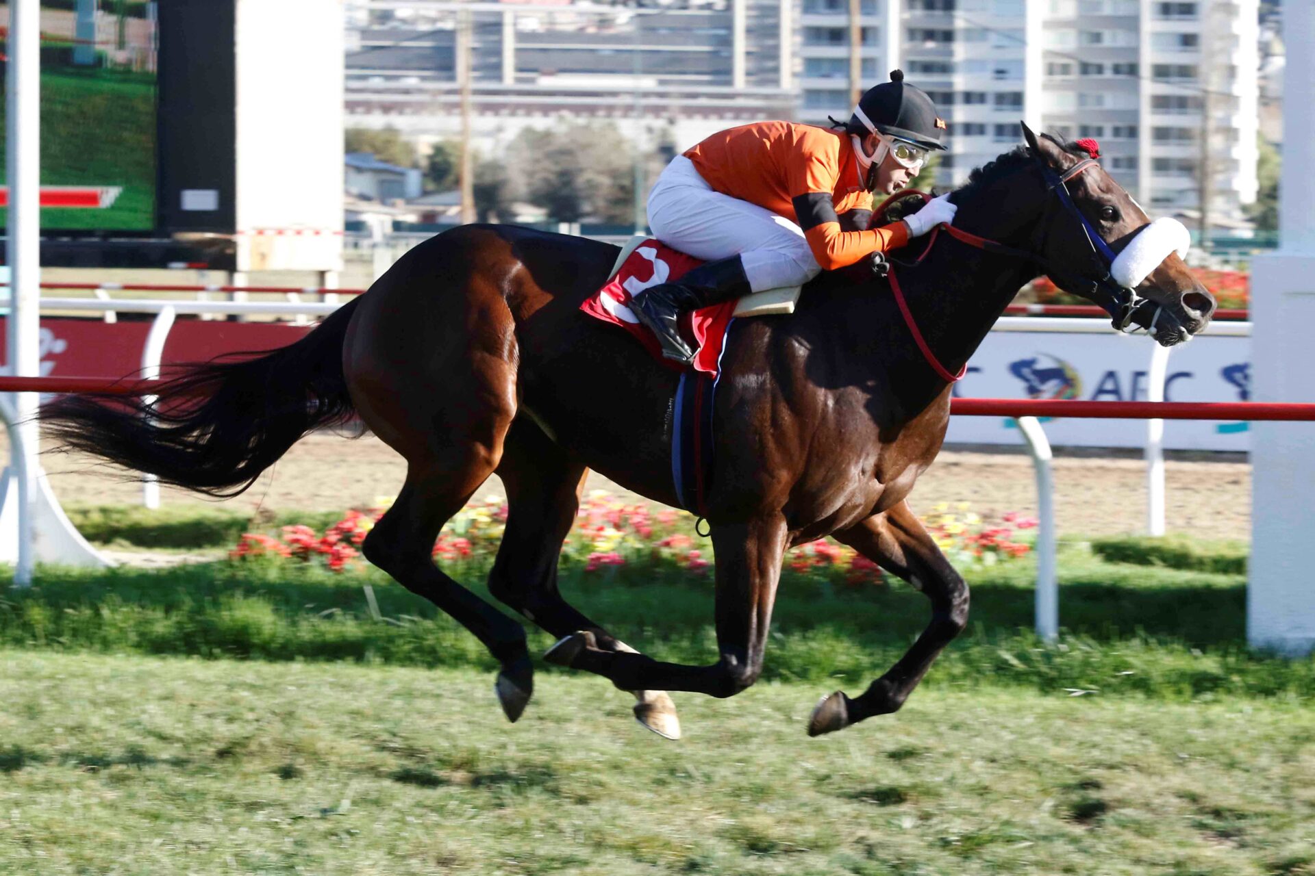Toy Soltero, horse, Haras Dadinco, Clásico Nicanor Señoret, lunes, 1 de mayo de 2023, Valparaíso Sporting Club. Foto: Jaime Cortés