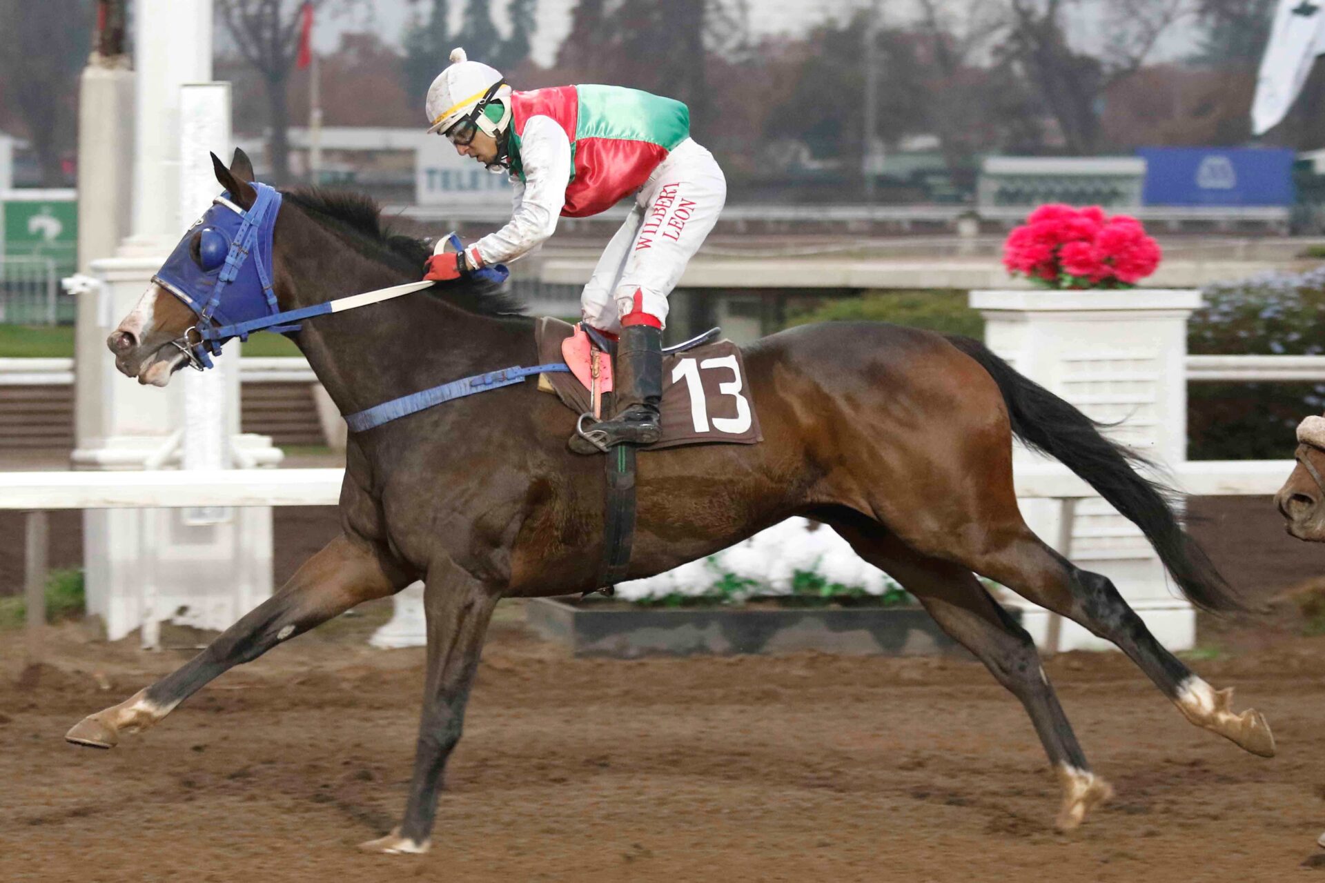El Rector, horse, Haras Don Alberto, Clásico Consejo Superior de la Hípica, viernes, 9 de junio de 2023, Club Hípico de Santiago. Foto: Jaime Cortés