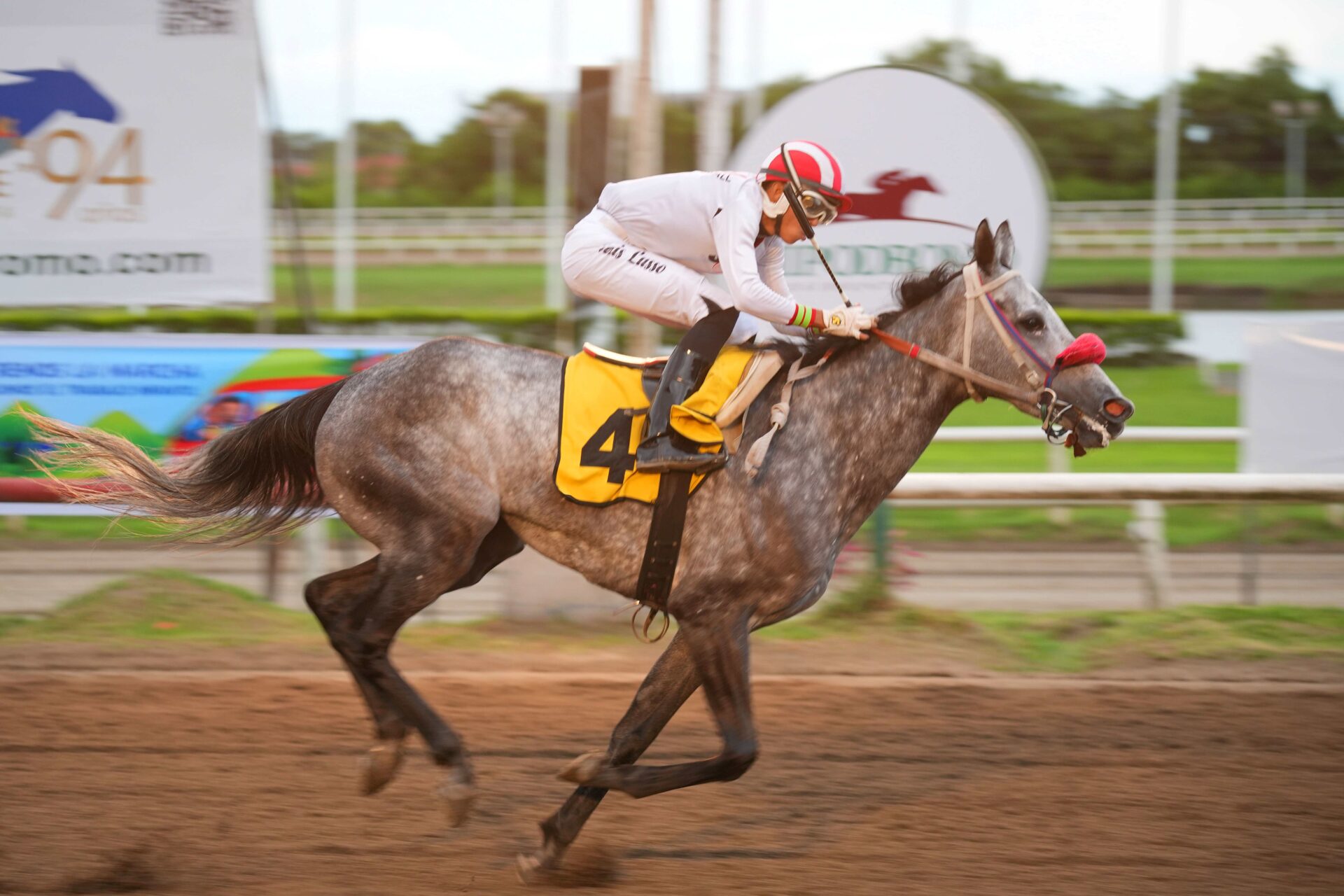 Sasha Thunder, horse, Panamá Thunder, Clásico Felipe Motta, sábado, 17 de junio de 2023, Presidente Remón. Foto: Erick Ruiz Prensa CODERE Panamá