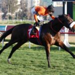 Toy Soltero, horse, Haras Dadinco, Clásico Copa de Plata Ítalo Traverso, miércoles, 28 de junio de 2023, Valparaíso Sporting Club. Foto: Jaime Cortés