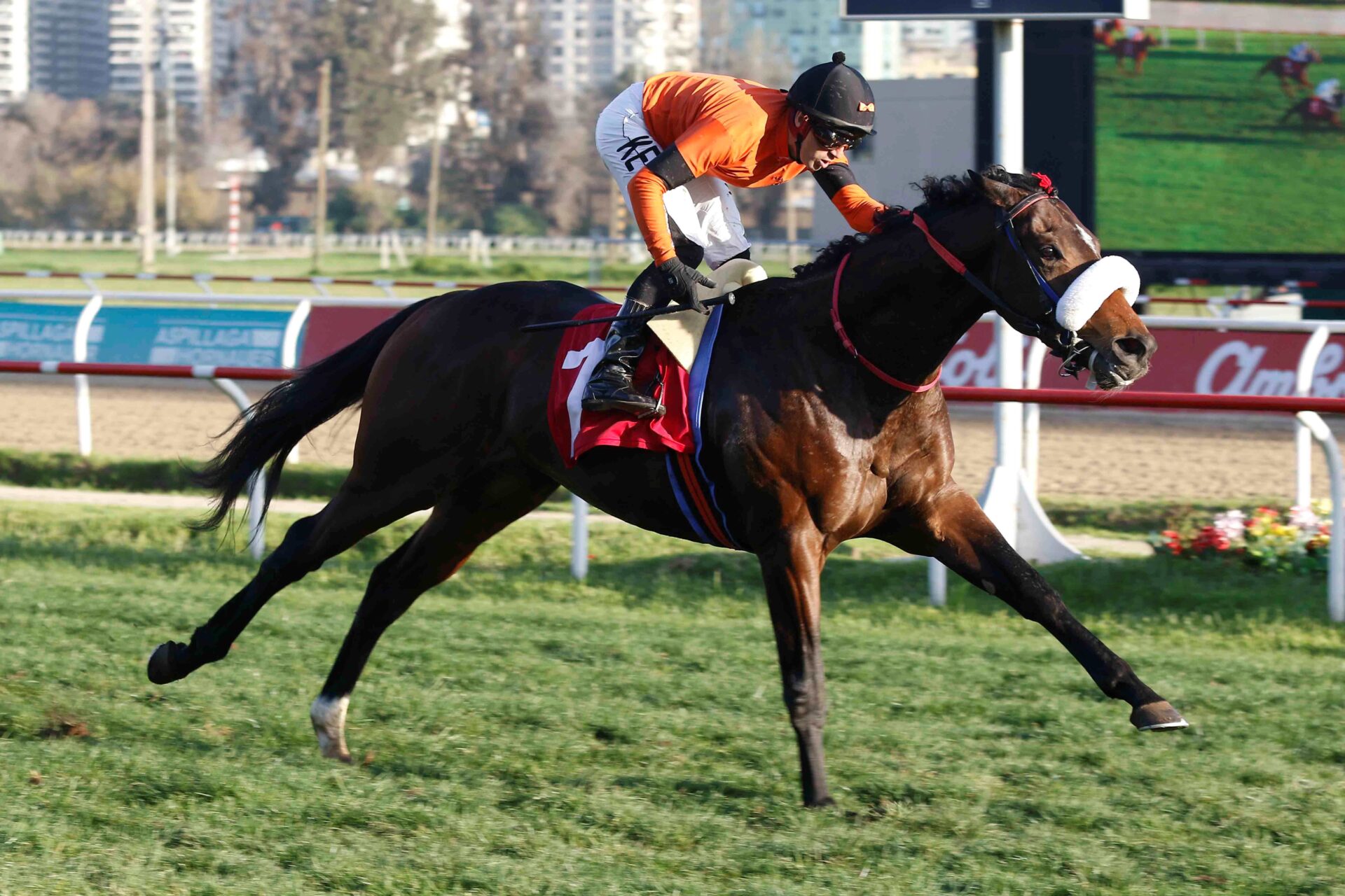 Toy Soltero, horse, Haras Dadinco, Clásico Copa de Plata Ítalo Traverso, miércoles, 28 de junio de 2023, Valparaíso Sporting Club. Foto: Jaime Cortés