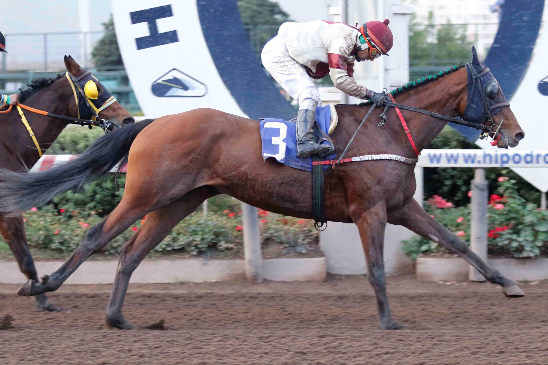Ya Llegué, horse, Haras Porta, Clásico Juan Luis Edwards Sanfuentes, sábado, 10 de junio de 2023, Hipódromo Chile. Foto: Jaime Cortés