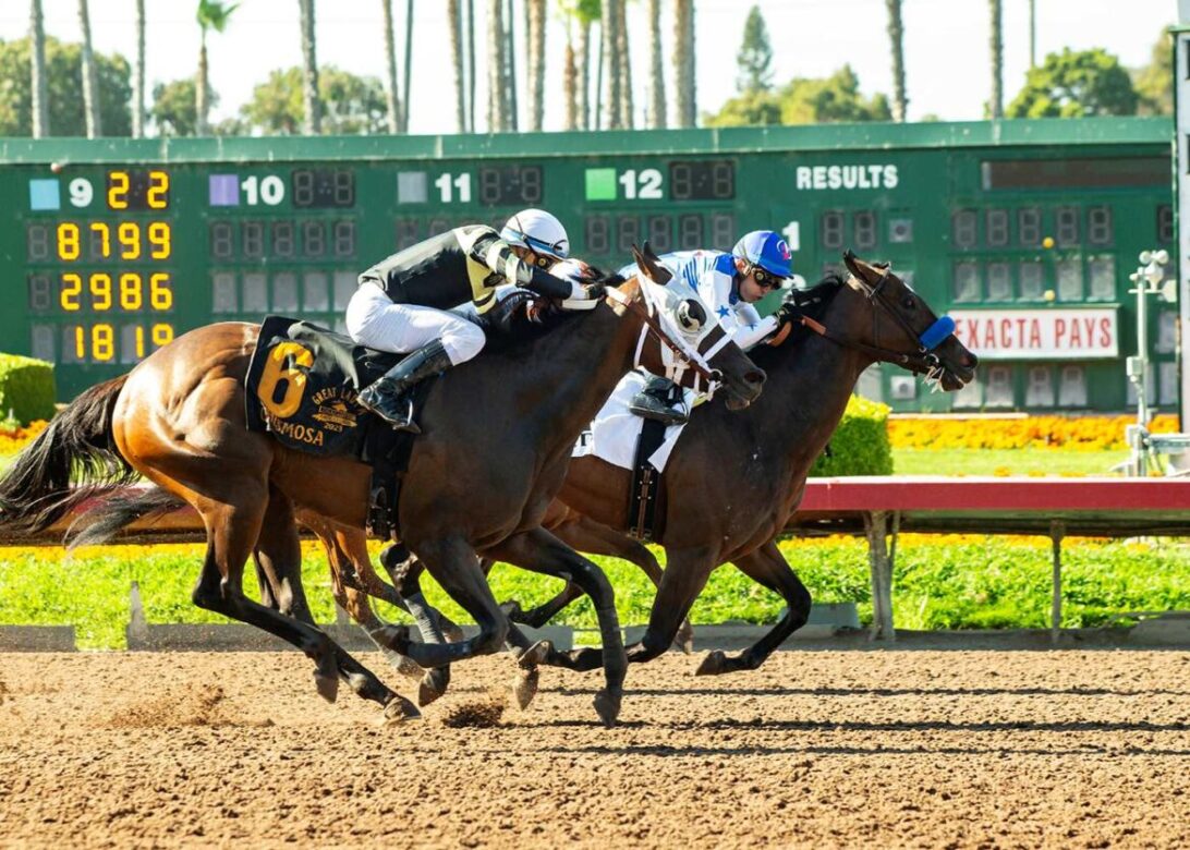Eda, Horses, Baoma Corp, Great Lady M Stakes, martes, 4 de julio de 2023, Los Alamitos. Foto: Benoit Photo