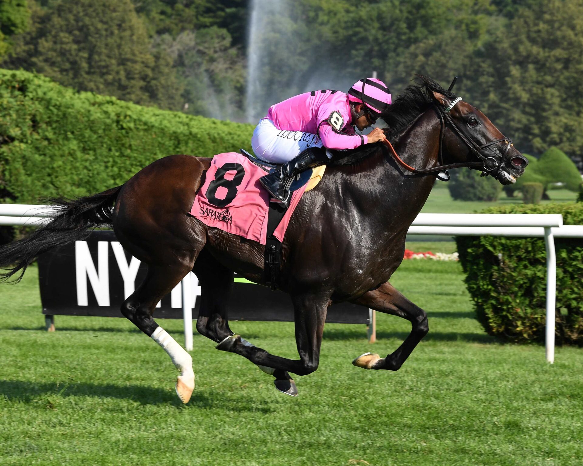 Casa Creed, horse, Jimmy Creed, Kelso Stakes, sábado, 15 de julio de 2023, Saratoga. Foto: Coglaniese Photo & Susie Raisher