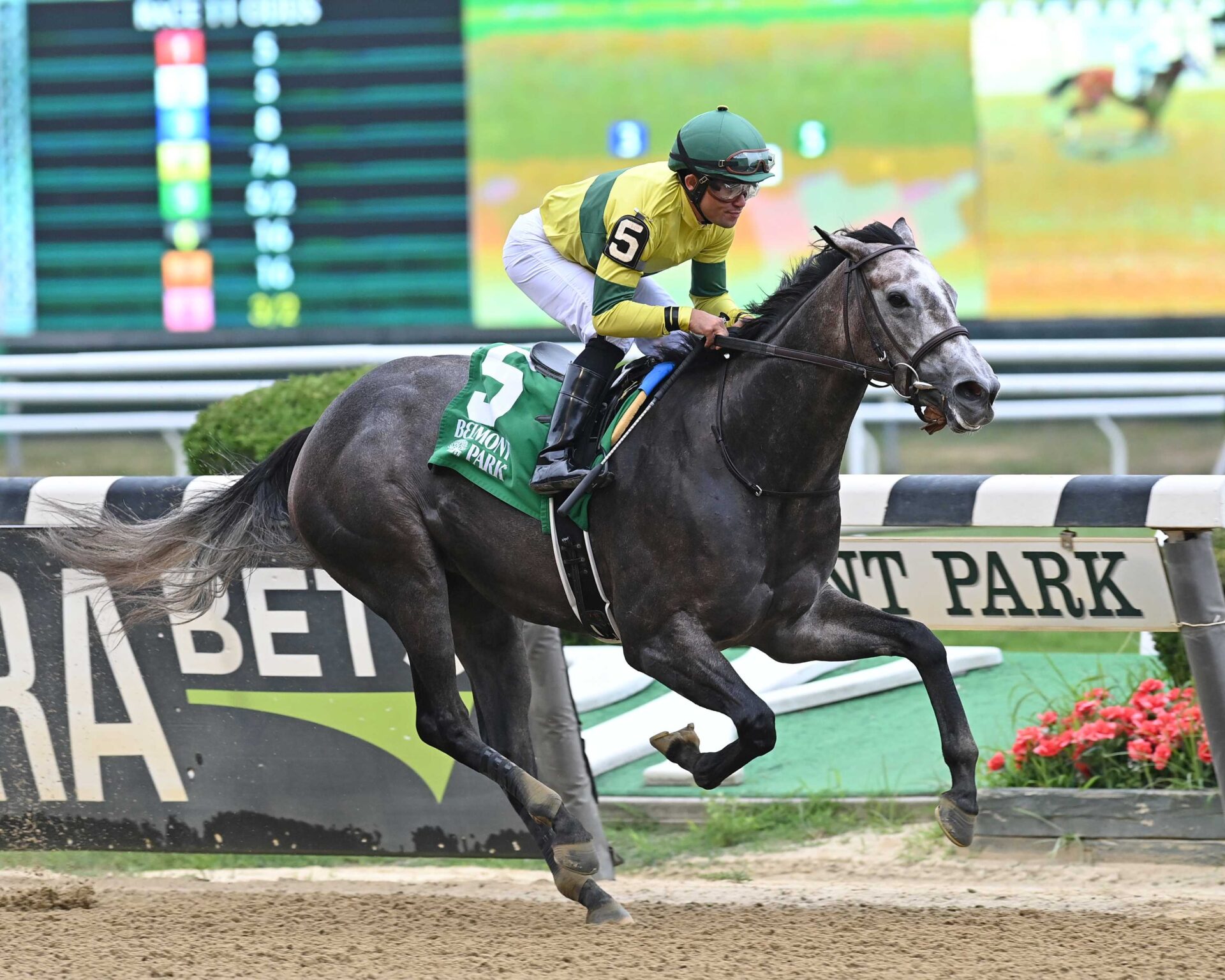 Maple Leaf Mel, horse, Cross Traffic, Victory Ride Stakes, sábado, 8 de julio de 2023, Belmont Park. Foto: Coglianese Photo