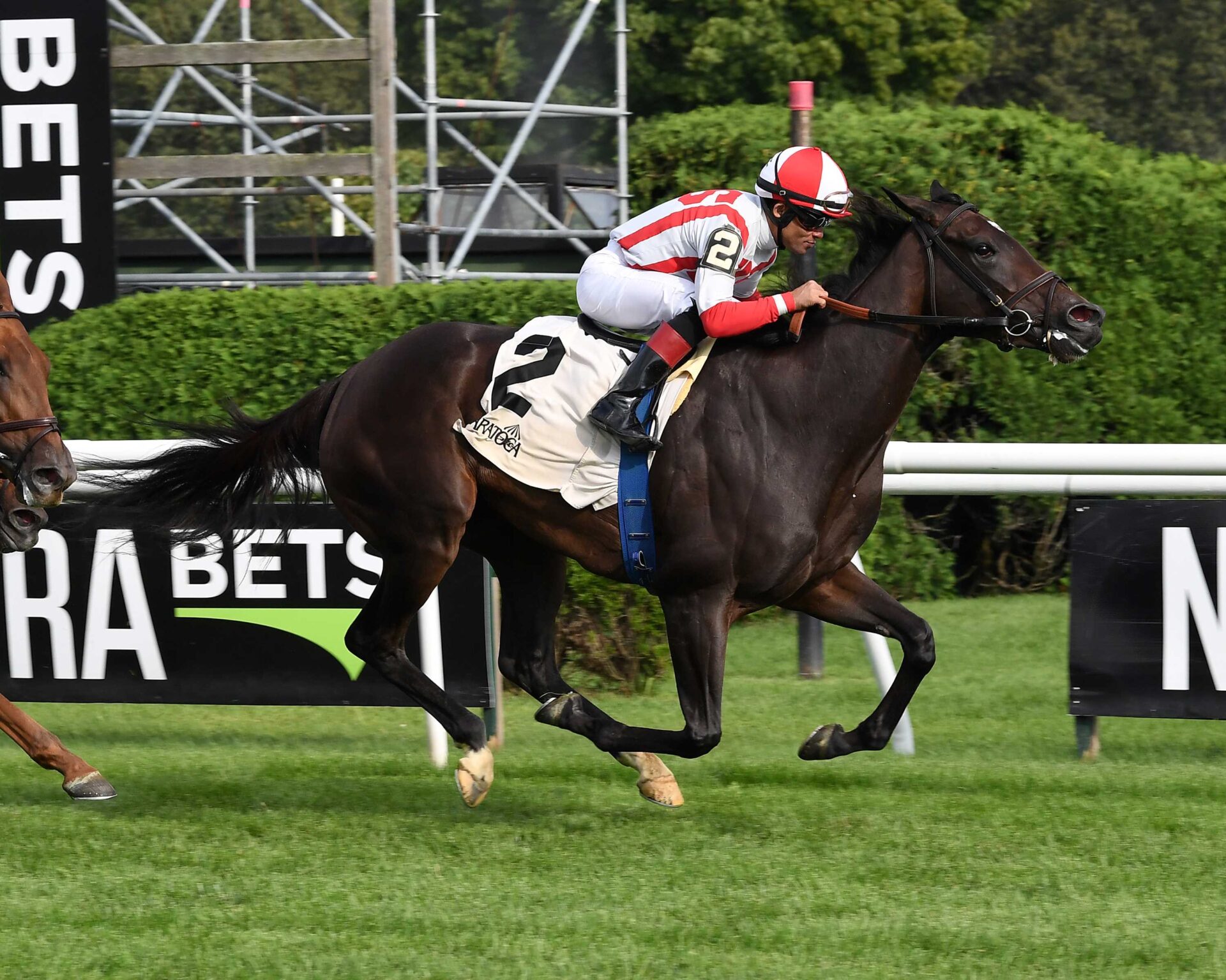 Surge Capacity, horse, Flintshire, Lake George Stakes, viernes, 21 de julio de 2023, Saratoga. Foto: Coglaniese Photo & Susie Raisher