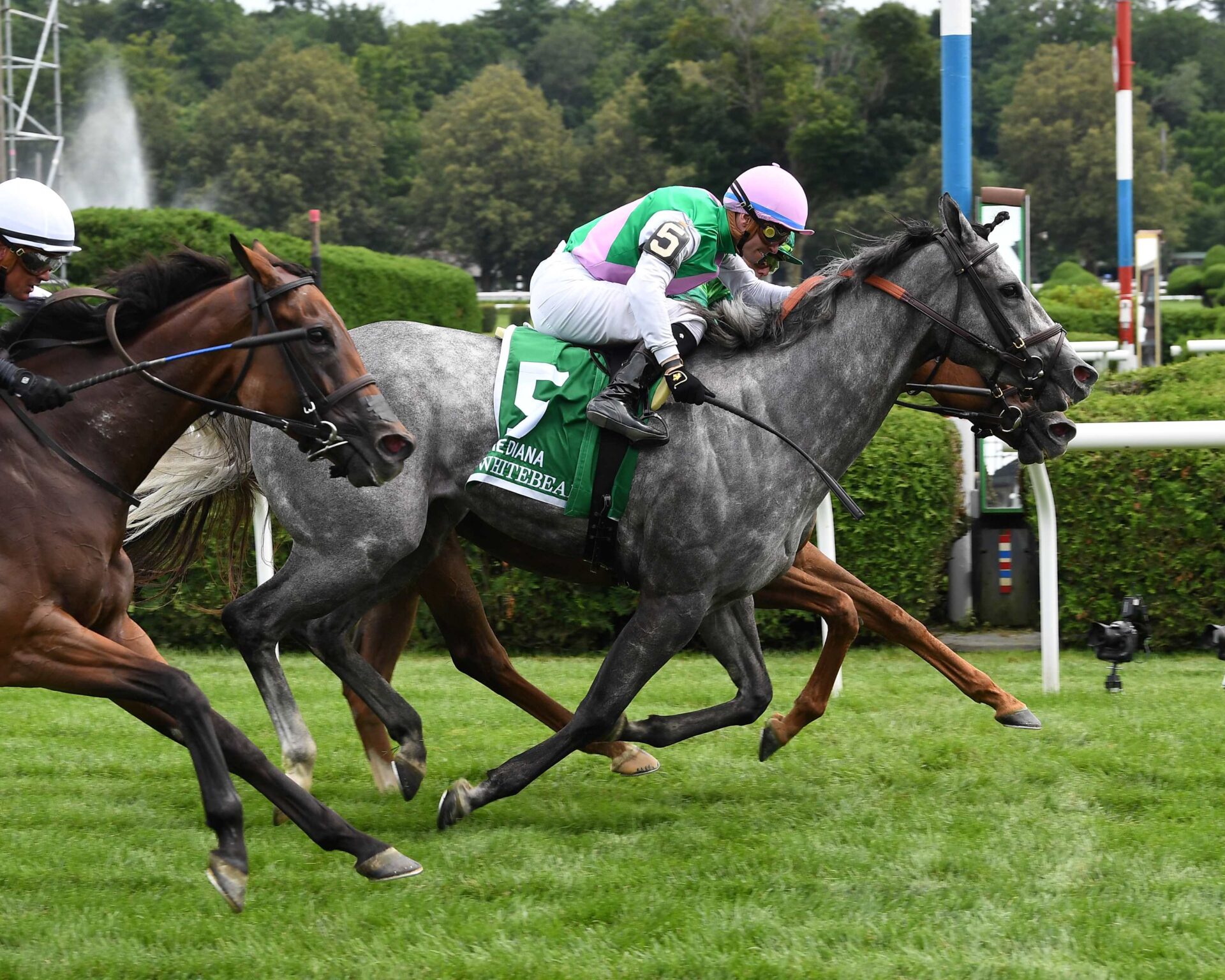 Whitebeam, horse, Caravaggio, Diana Stakes, sábado, 15 de julio de 2023, Saratoga. Foto: Coglaniese Photo