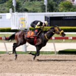 Bravucón, caballo hijo de, Roger Rocket en Pine Shelter por Chester House, capitalizó los parciales suicidas, para así ganar, en la edición LXXXIII del Clásico Sprinters