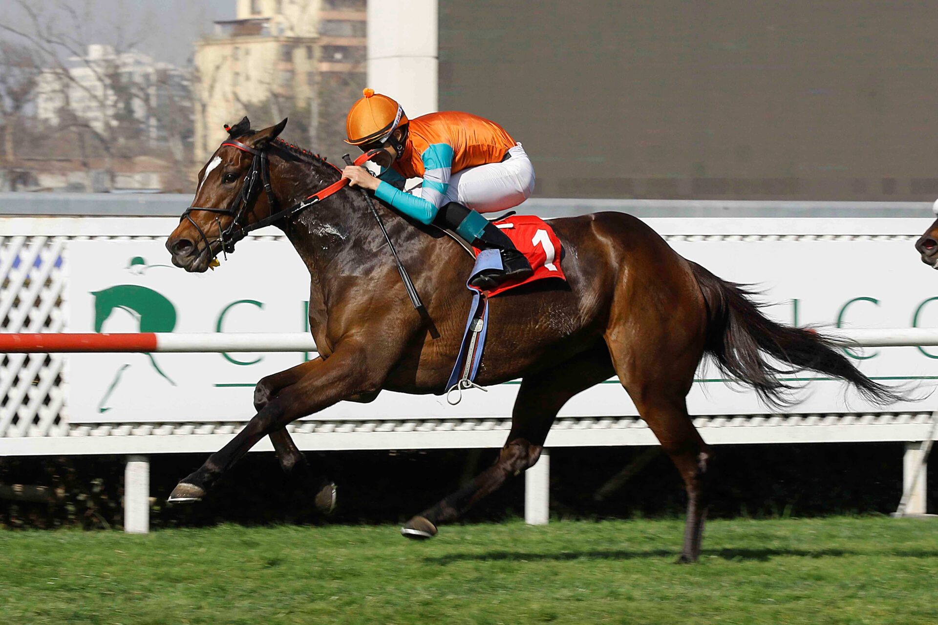 Costa Del Norte, horse, Haras Don Alberto, Clásico Invierno Sergio Del Sante, lunes, 31 de julio de 2023, Club Hípico de Santiago. Foto: Jaime Cortés