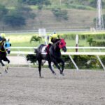 El Gran Bricelio, horse, Haras La Quebrada, Clásico Fundación de Propietarios Hípicos de Venezuela, domingo, 27 de agosto de 2023, La Rinconada. Foto: José Antonio Aray