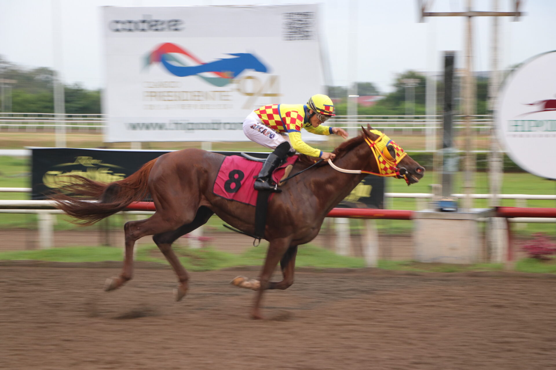 El Rojo, horse, Haras San Miguel, Clásico Familia Delvalle, domingo, 6 de agosto de 2023, La Rinconada. Foto: Erick Ruiz Prensa CODERE Panamá