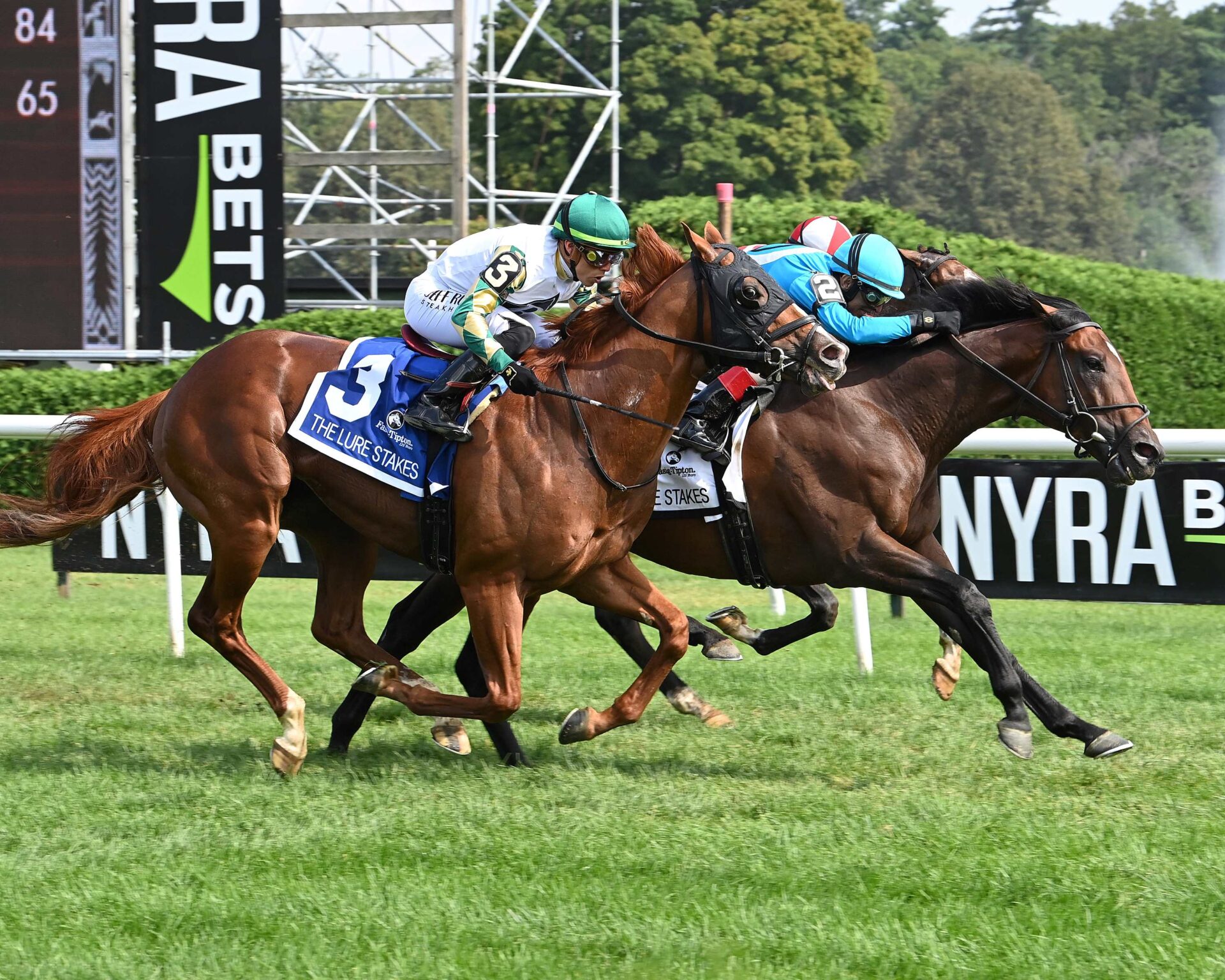 Smokin´T, horse, War Front, Fasig-Tipton Lure Stakes, sábado, 5 de agosto de 2023, Saratoga. Foto: Coglaniese Photo & Susie Raisher