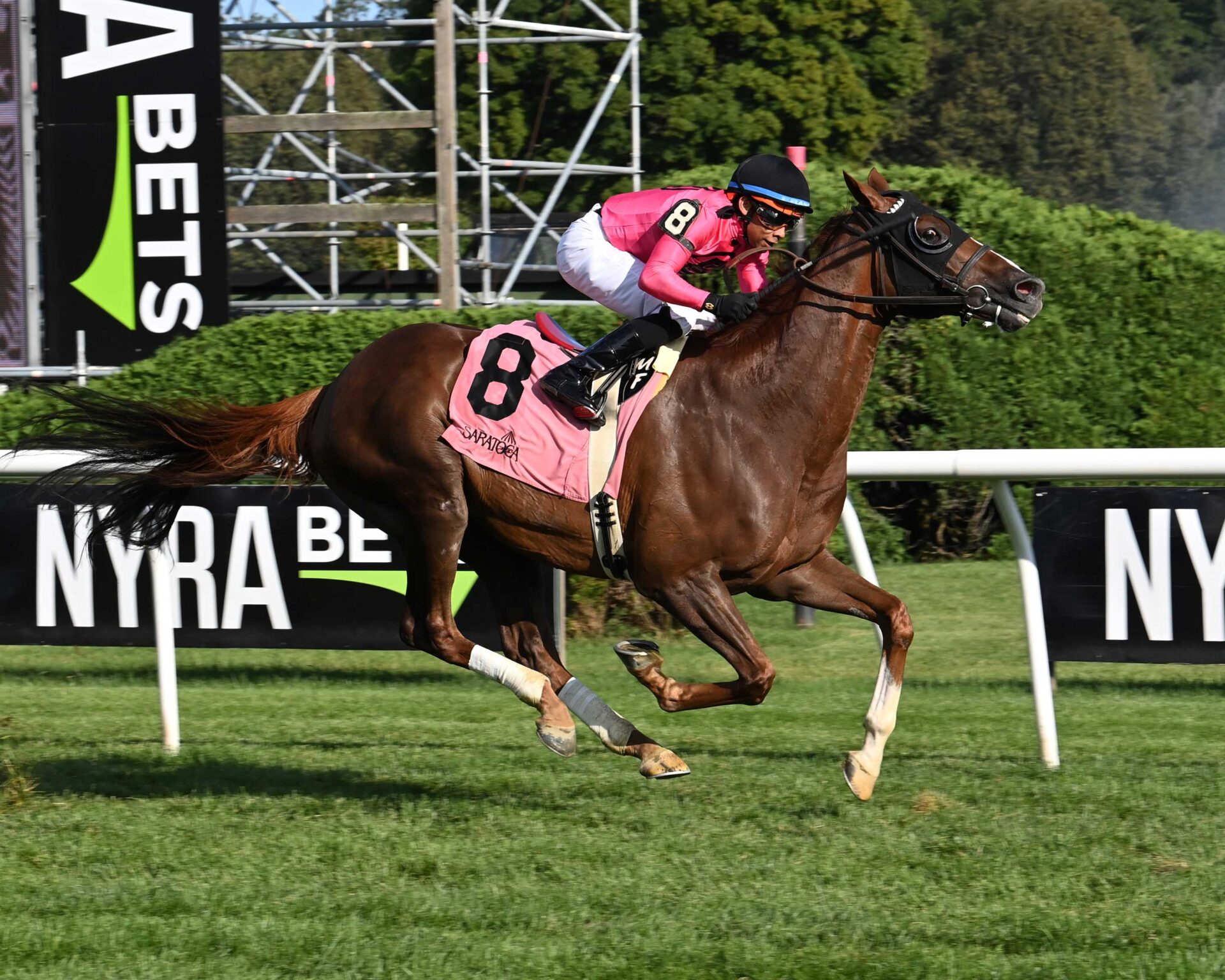 Channel Maker, horse, English Channel, Bowling Green Stakes, domingo, 30 de julio de 2023, Saratoga. Foto: Coglaniese Photo & Susie Raisher