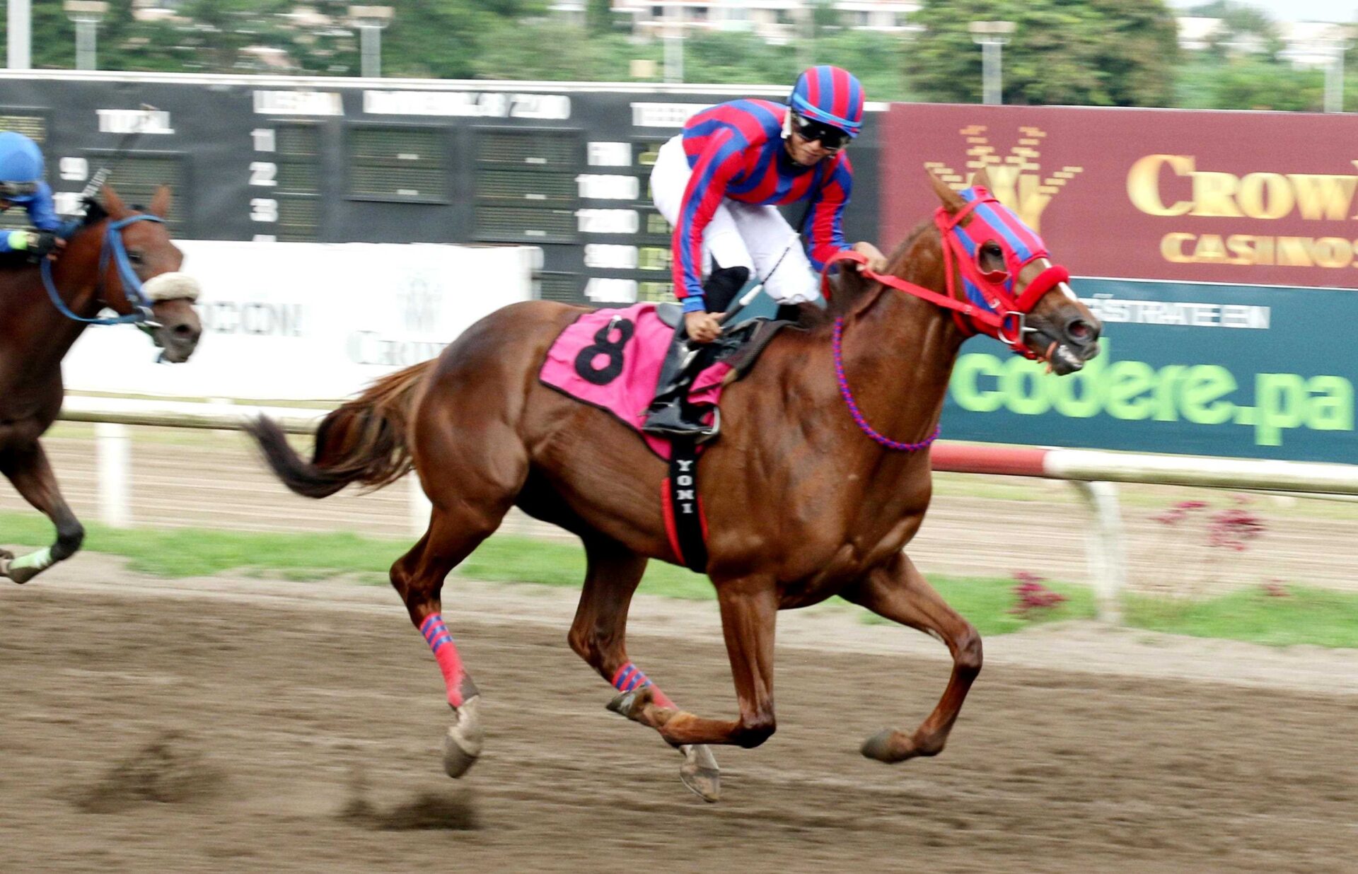 Dr. G, horse, Goldencents, Clásico Junta de Control de Juegos, domingo, 17 de septiembre de 2023, Presidente Remón. Foto: Erick Ruiz Prensa CODERE Panamá