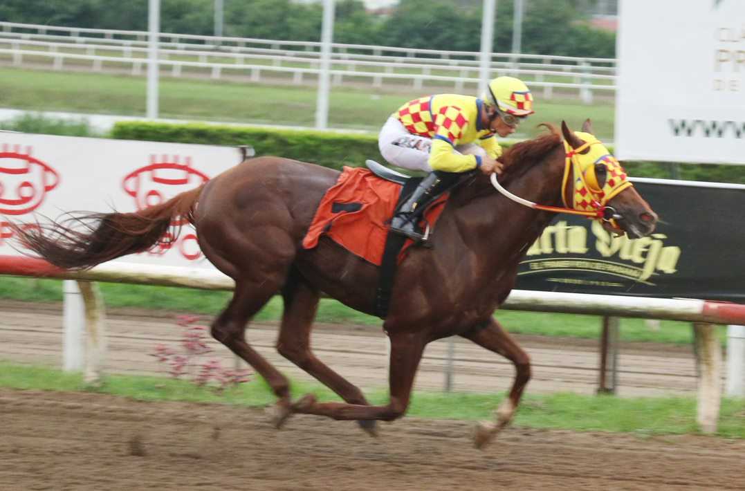 El Rojo, horse, Haras San Miguel, Clásico Familia Boyd, sábado, 9 de septiembre de 2023, La Rinconada. Foto: Erick Ruiz Prensa CODERE Panamá