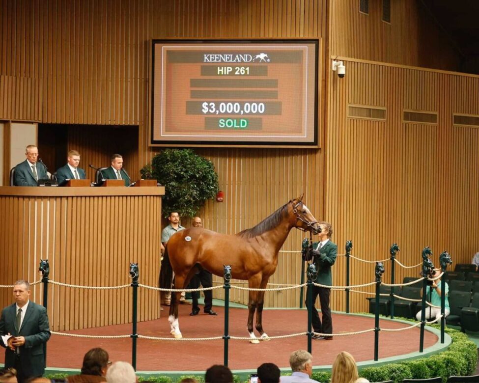 Yearling, 261, Potro, Into Mischief en Nonna Mia por Empire Maker, sesión 2, Keeneland Sales, martes, 12 de septiembre de 2023, Keeneland. Foto: Keeneland
