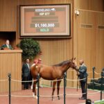 Yearling, 977, Potro, Curlin en Miss Sunset por Into Mischief, sesión 4, Keeneland Sales, jueves, 14 de septiembre de 2023, Keeneland. Foto: Keeneland