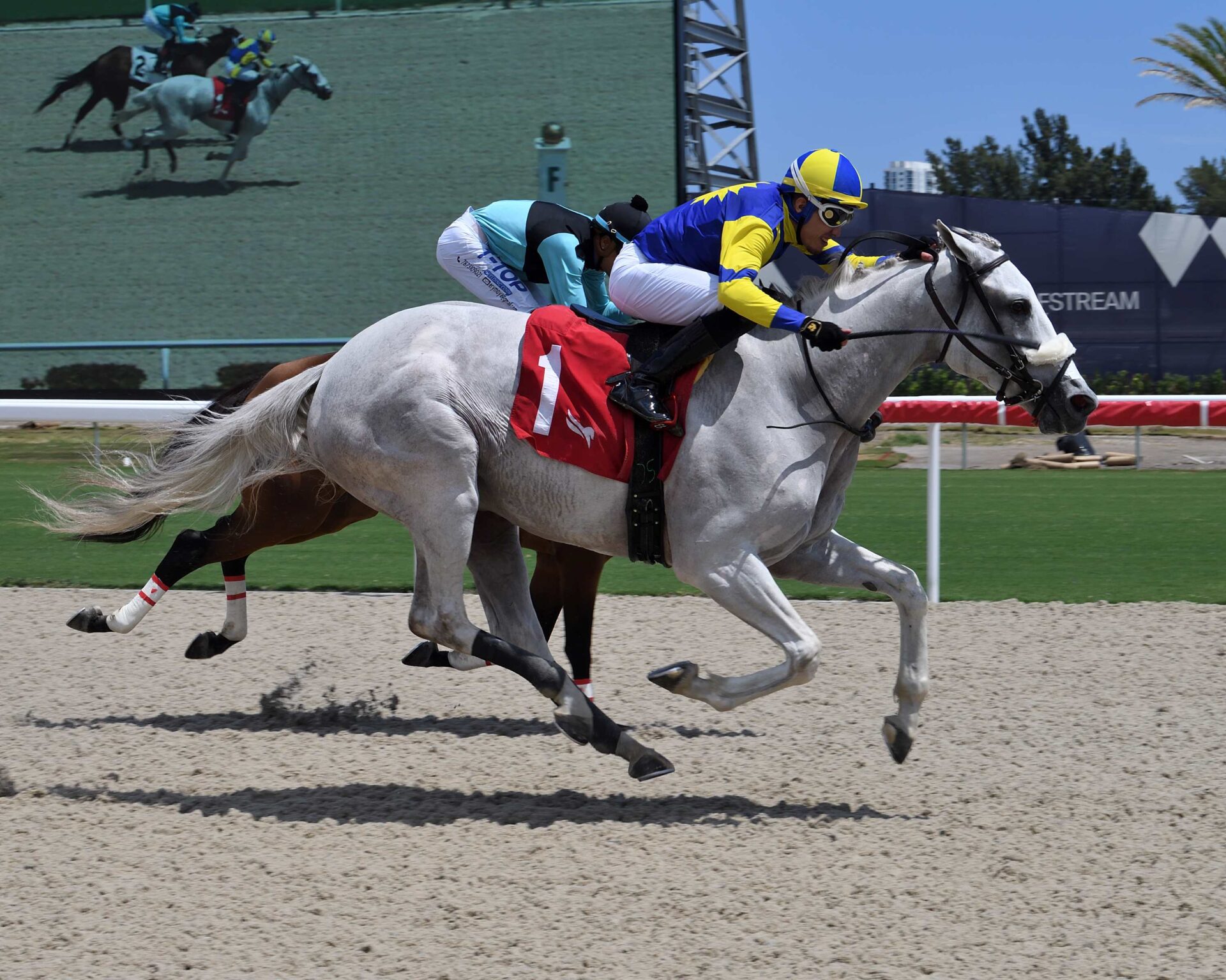 Queen Macha, horse, Calumet Farm, Jockey Cipriano Gil, Claiming, domingo, 10 de septiembre de 2023, Gulfstream Park. Foto: Coglaniese Photo & Lauren King