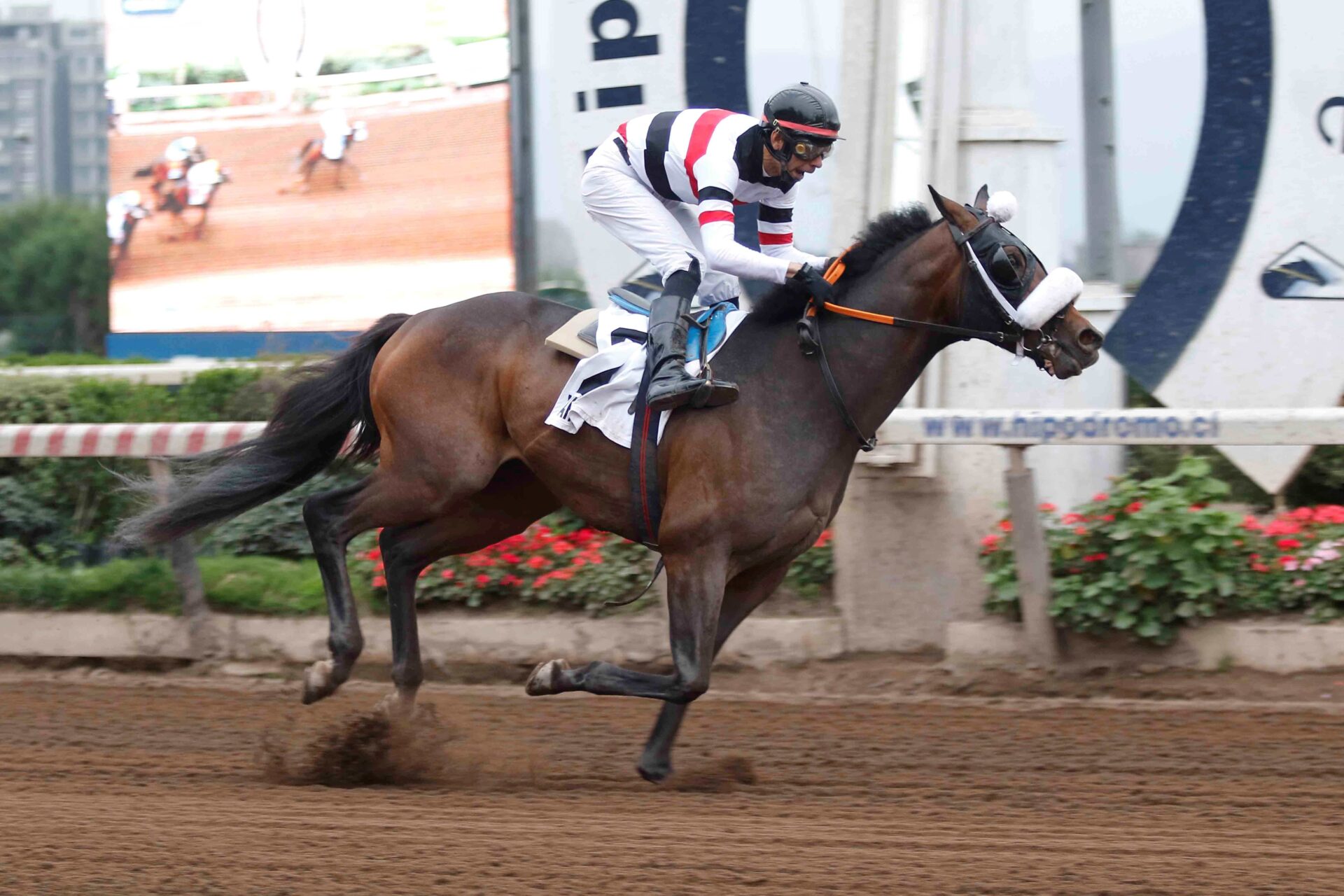 Yahshua, horse, Good Samaritan, Clásico Dos Mil Guineas, sábado, 2 de septiembre de 2023, Hipódromo de Chile. Foto: Jaime Cortés