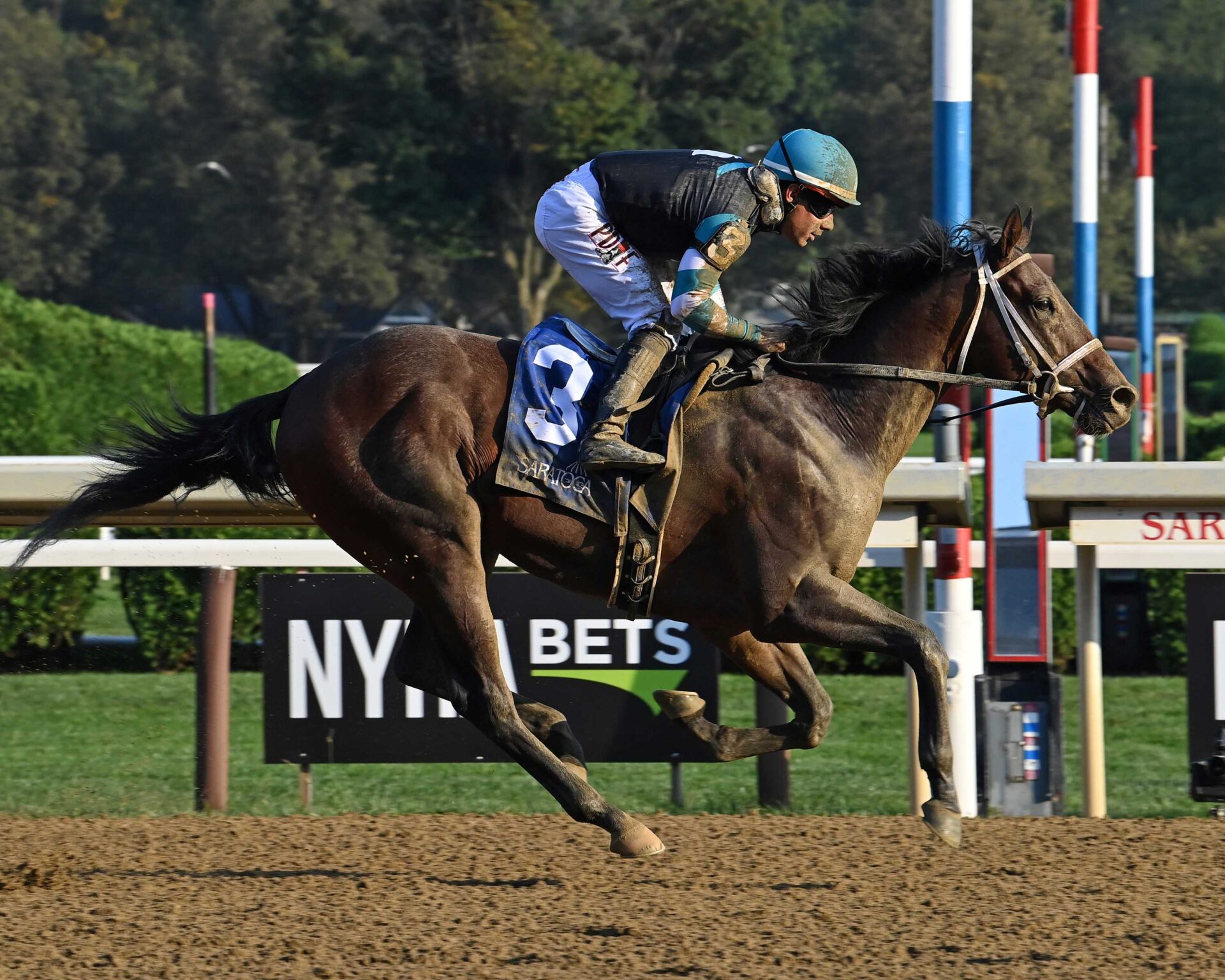 Nutella Fella, horses, Ashview Farm, Hopeful Stakes, lunes, 4 de septiembre de 2023, Saratoga. Foto: Coglaniese Photo & Susie Raisher