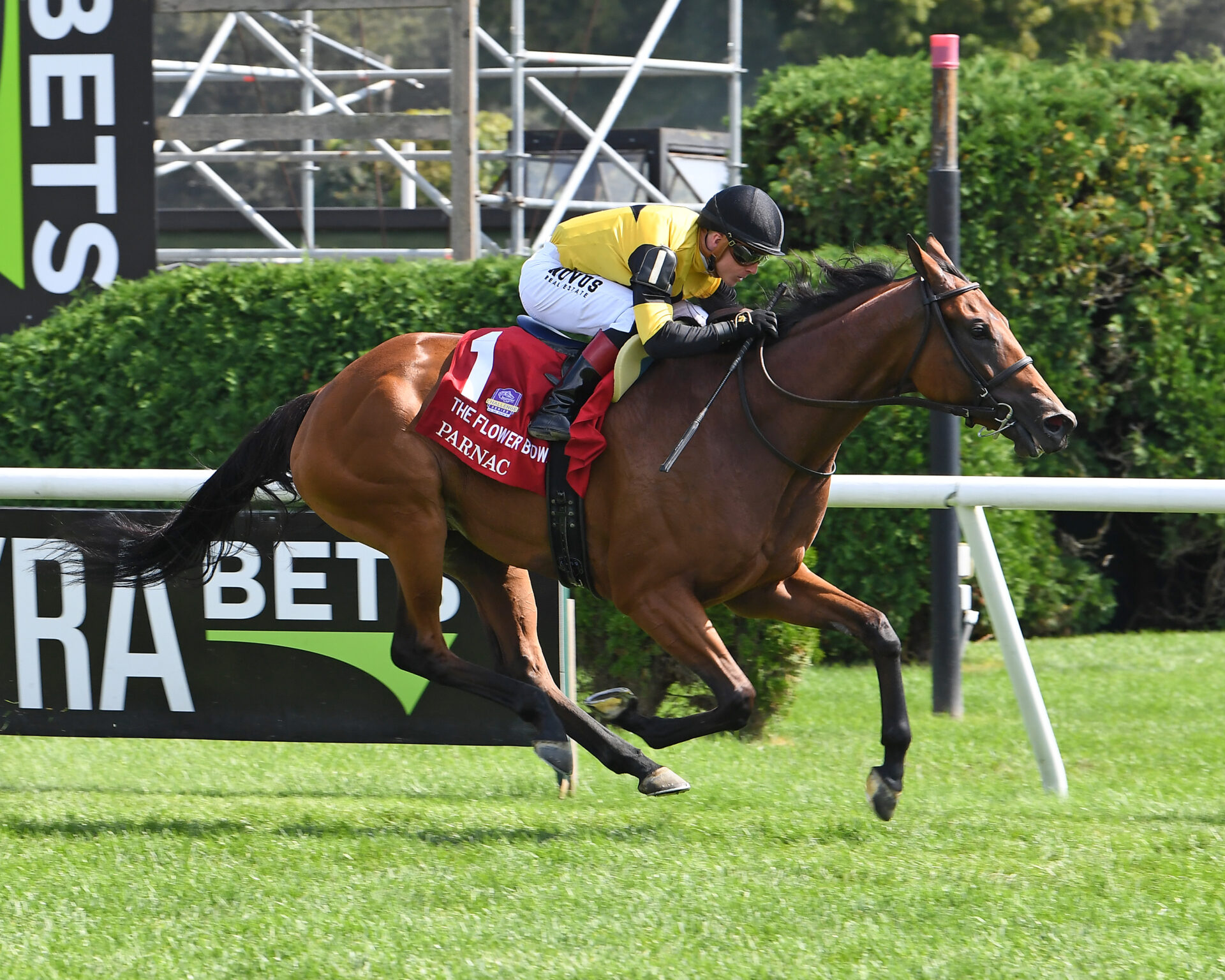 Parnac, horses, Zarak, Flower Bowl Stakes, sábado, 2 de septiembre de 2023, Saratoga. Foto: Coglaniese Photo & Susie Raisher