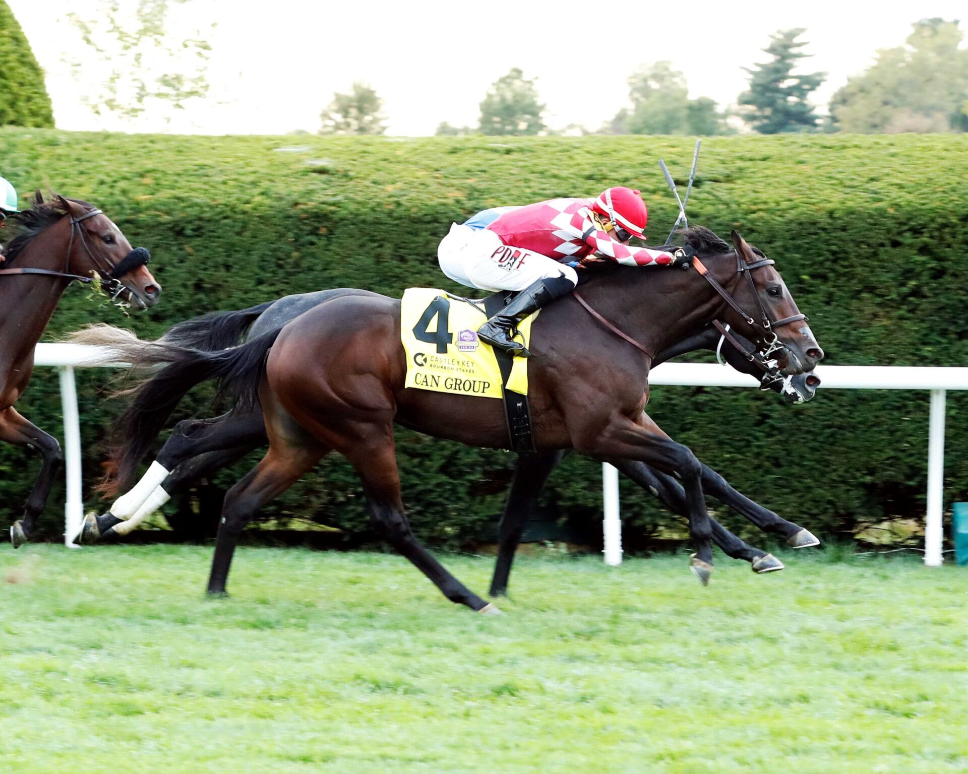 Can Group, horse, Good Samaritan, Castle Key Bourbon Stakes, domingo, 8 de octubre de 2023, Keeneland. Foto: Coady Photography