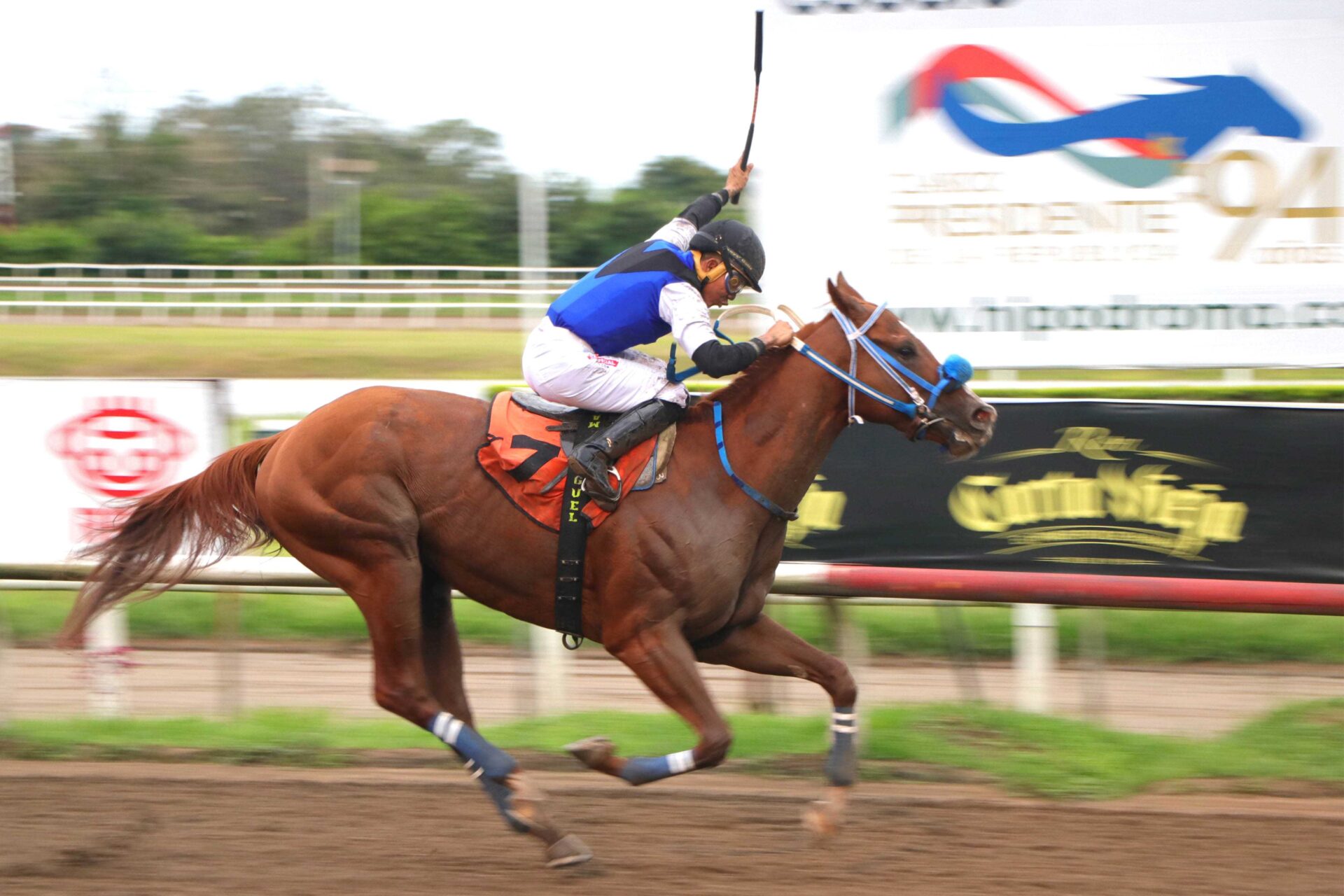 Capobolocco, horse, Jaguar Paw, Clásico Familia Orillac, sábado, 21 de octubrede 2023, Presidente Remón. Foto: Erick Ruiz Prensa CODERE Panamá