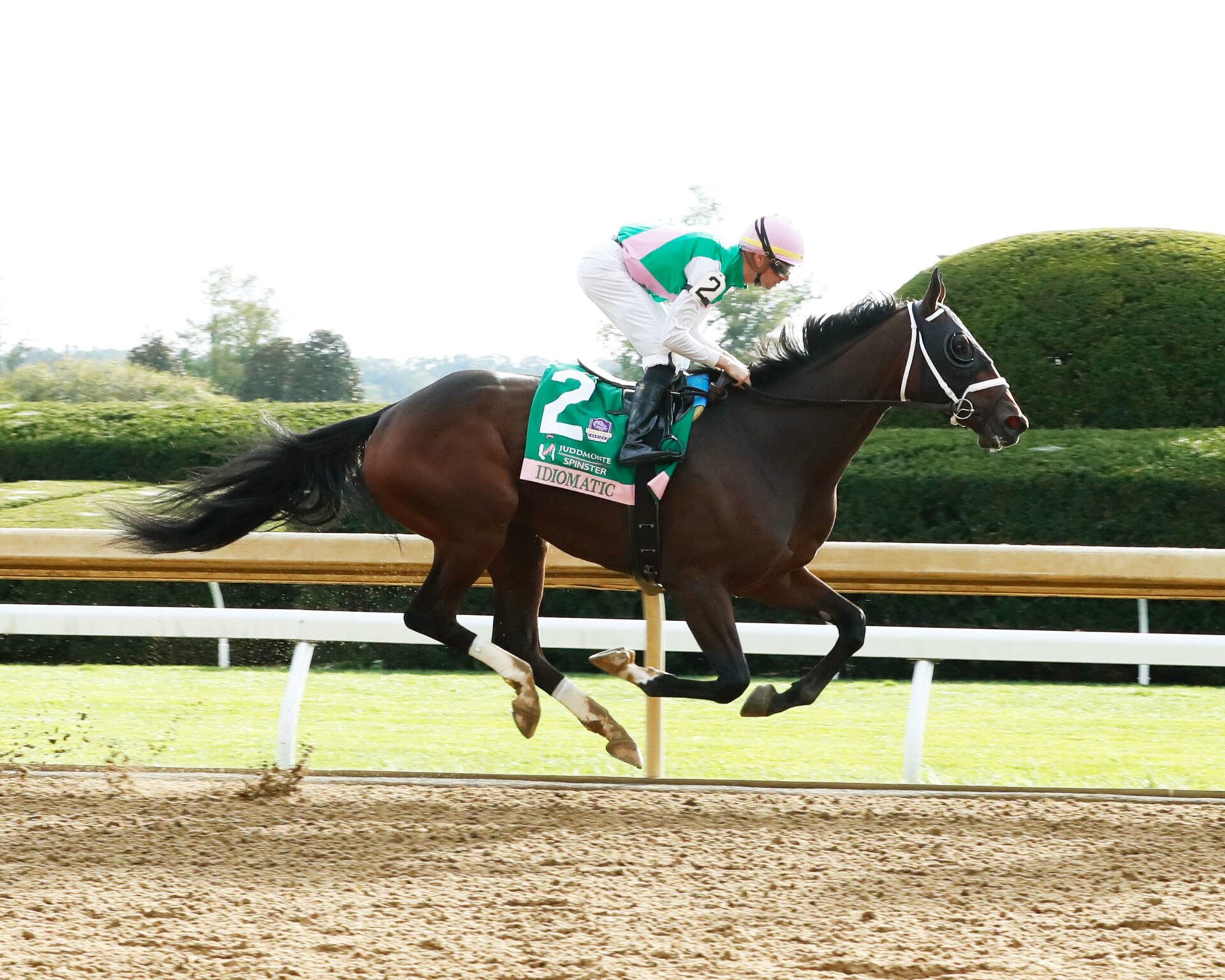 Idiomatic, horse, Curlin, Juddmonte Spinster Stakes, domingo, 8 de octubre de 2023, Keeneland. Foto: Coady Photography