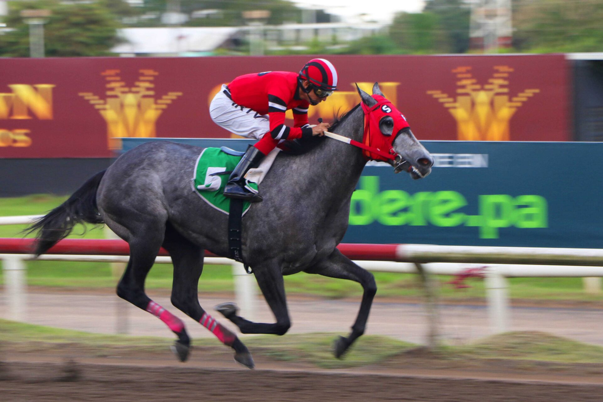 Kokeshi, horse, Jaguar Paw, Clásico Farrugia, domingo, 29 de octubre de 2023, Presidente Remón. Foto: Erick Ruiz Prensa CODERE Panamá