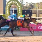 Romance Sea, horse, Haras La Pasión, Clásico Gran Premio Selección, sábado, 14 de octubre de 2023, Hipódromo de Palermo. Foto: Prensa Palermo