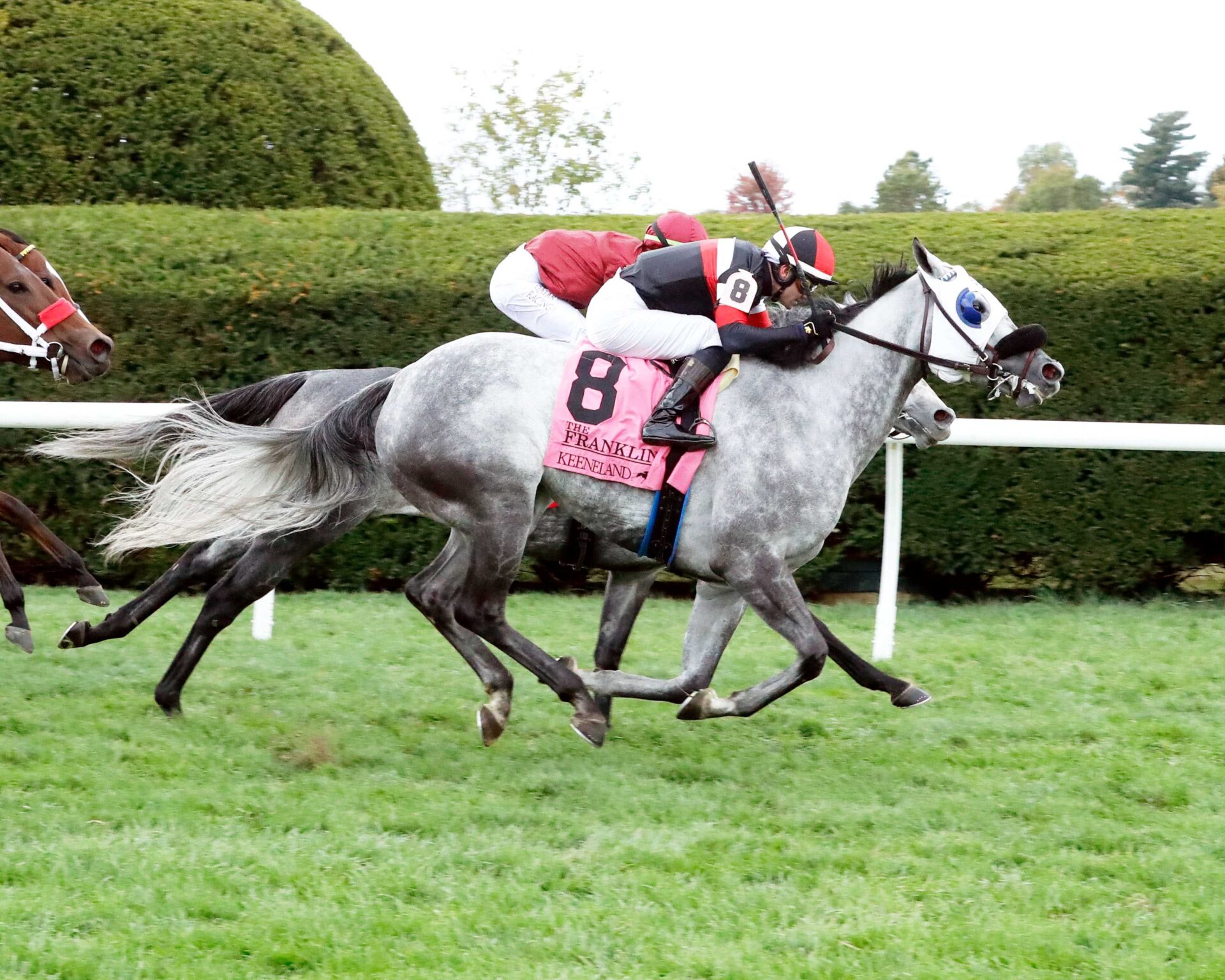 Tony Ann, horse, Alex Venneri Racing, Franklin Stakes, domingo, 15 de octubre de 2023, Keeneland. Foto: Coady Photography