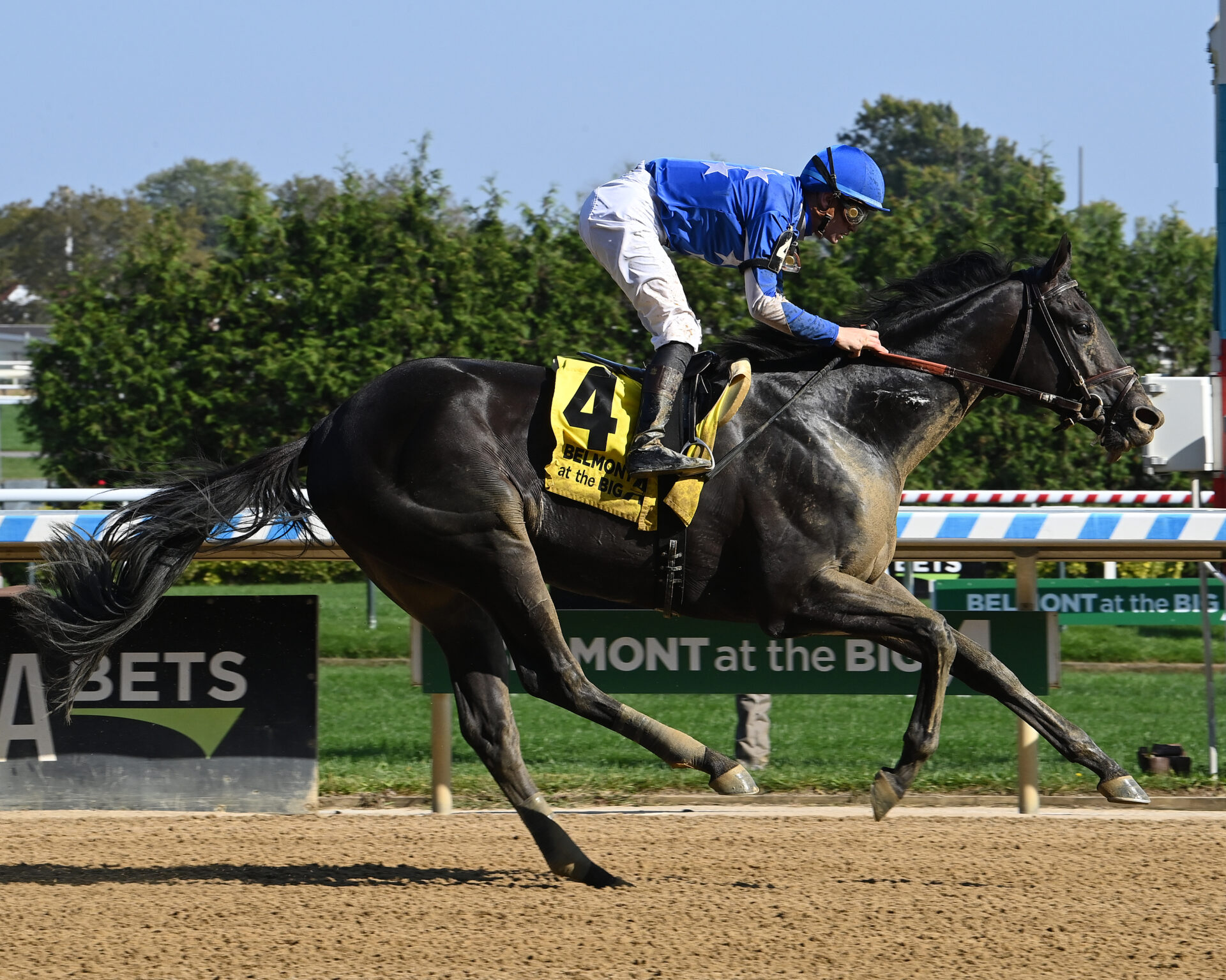 Zandon, horse, Brereton C. Jones, Woodward Stakes, domingo, 1 de octubre de 2023, Aqueduct. Foto: Coglaniese Photo & Susie Raisher