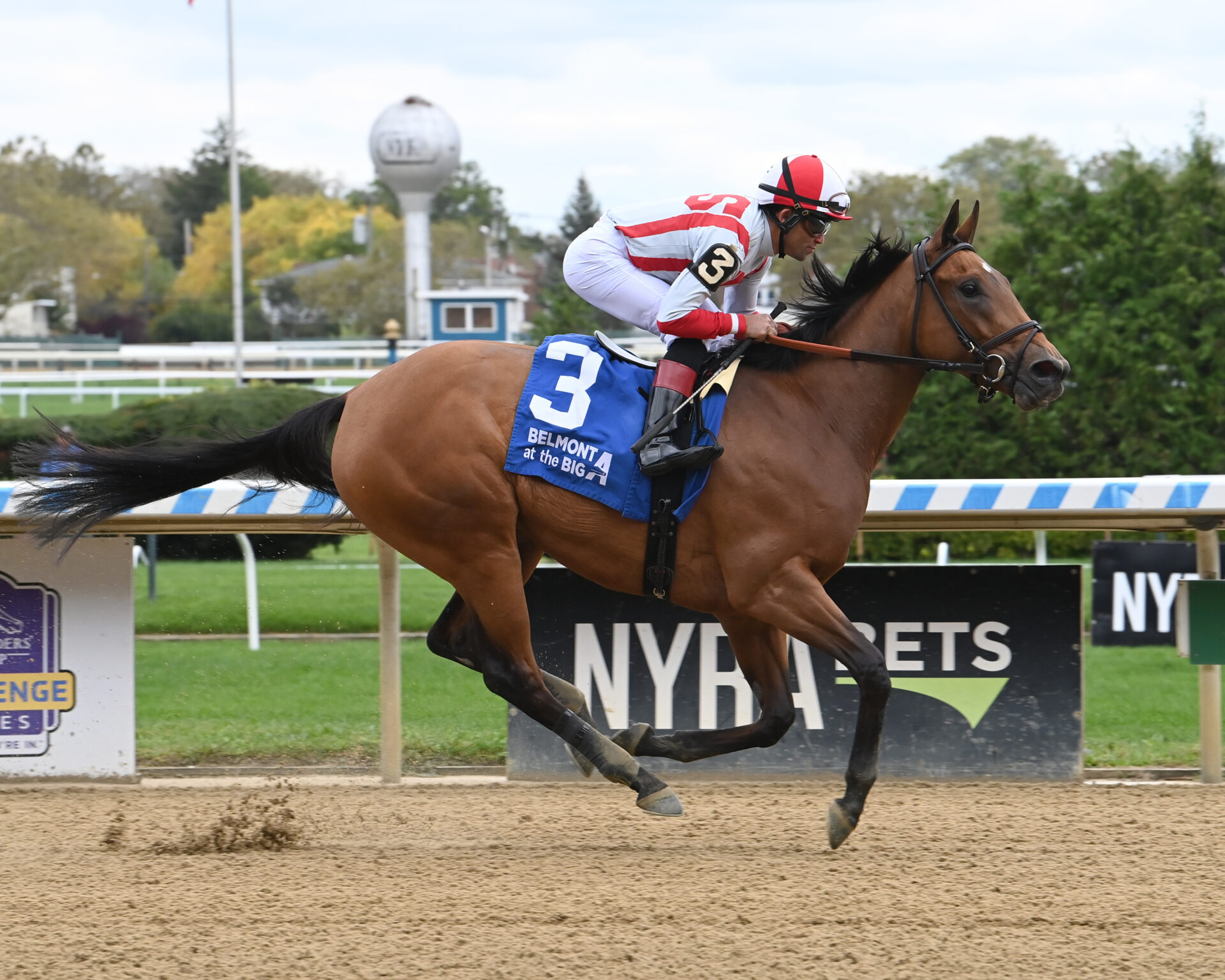 Randomized, horse, Klaravich Stables,Beldame Stakes, domingo, 8 de octubre de 2023, Aqueduct. Foto: Coglaniese Photo & Susie Raisher