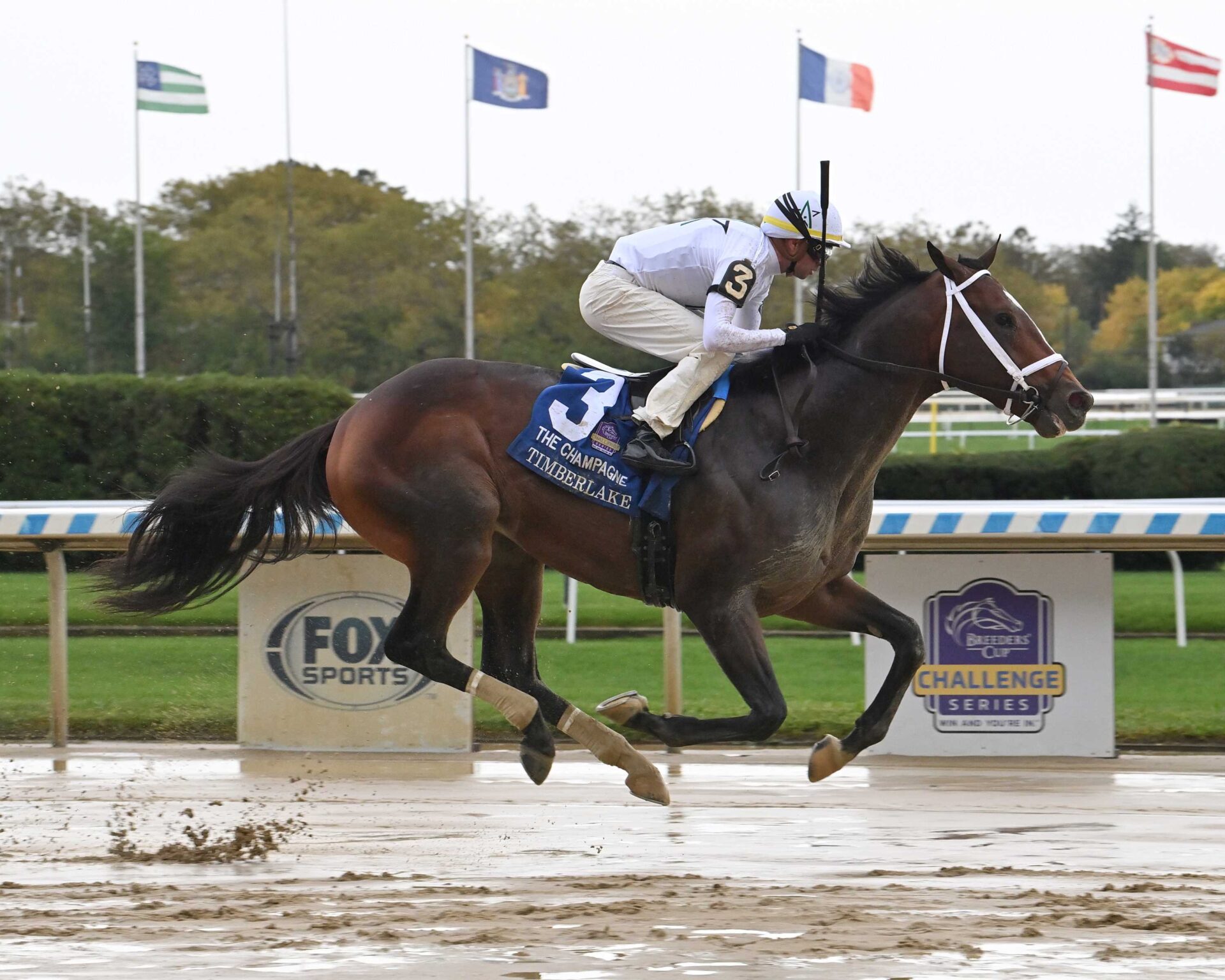 Timberlake, horse, Into Mischief, Champagne Stakes, sábado, 7 de octubre de 2023, Belmont At The Big A. Foto: Coglaniese Photo & Susie Raisher