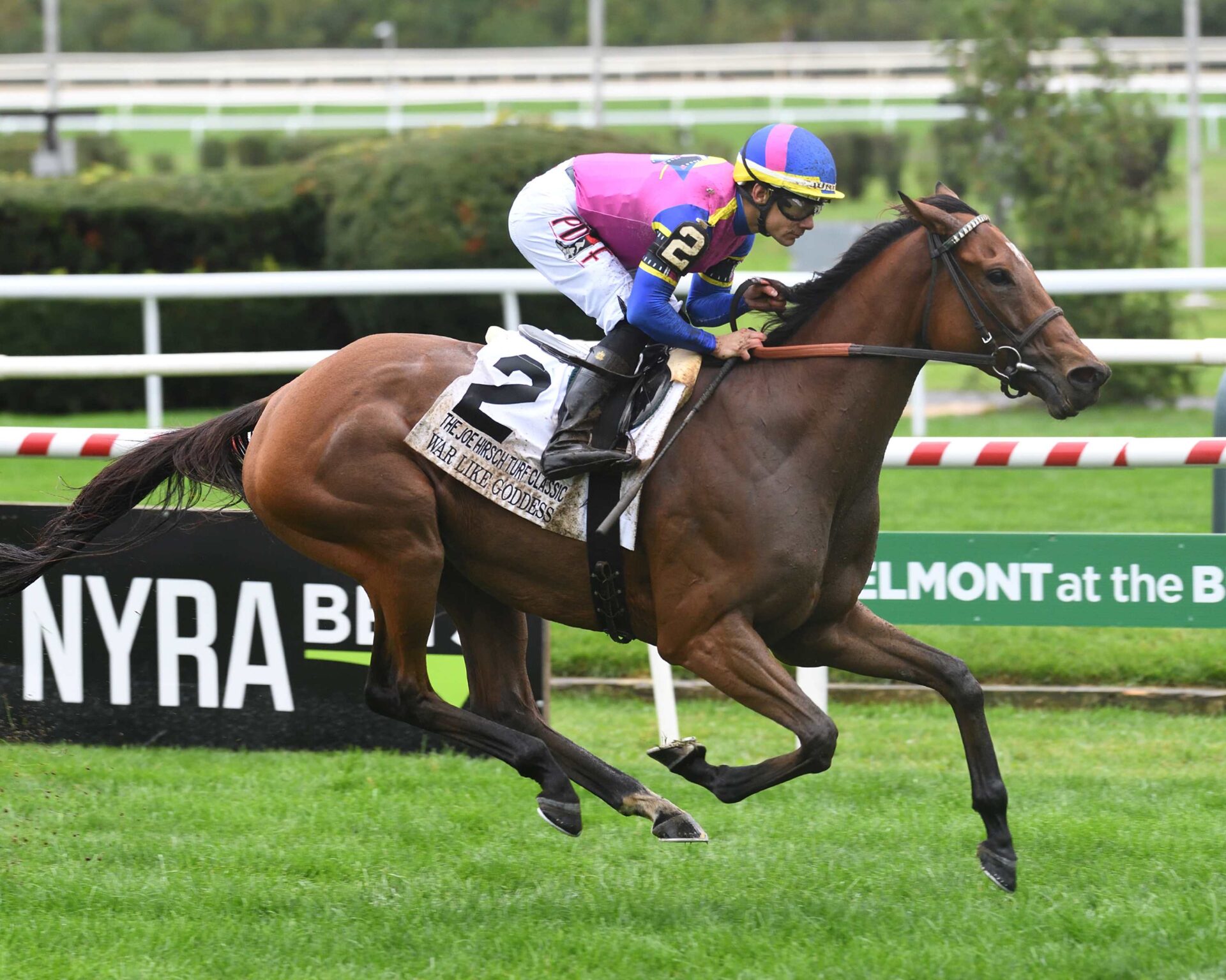 War Like Goddess, horse, Calumet Farm, Joe Hirsch Turf Classic Stakes, sábado, 7 de octubre de 2023, Belmont At The Big A. Foto: Coglaniese Photo & Susie Raisher