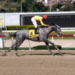 Arcano, horse, Haras Urama, Clásico Antonio José de Sucre, domingo, 19 de noviembre de 2023, La Rinconada. Foto: José Antonio Aray