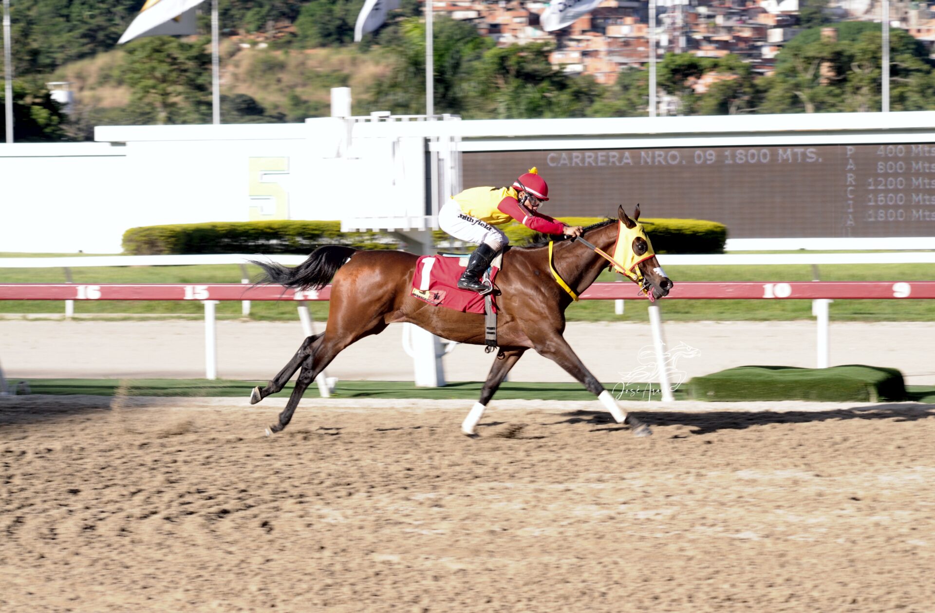 Avasallante, horse, Haras La Primavera, Clásico Aviación Militar, domingo, 26 de noviembre de 2023, La Rinconada. Foto: José Antonio Aray